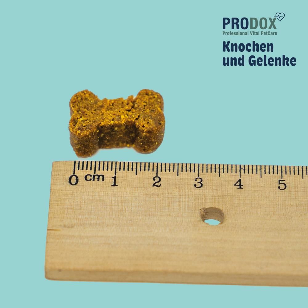 Knochenförmiges Leckerli auf einem Lineal. Messung: ca. 2 cm. Gelb-braune Farbe. Holzlineal mit cm-Skala. Blauer Hintergrund.