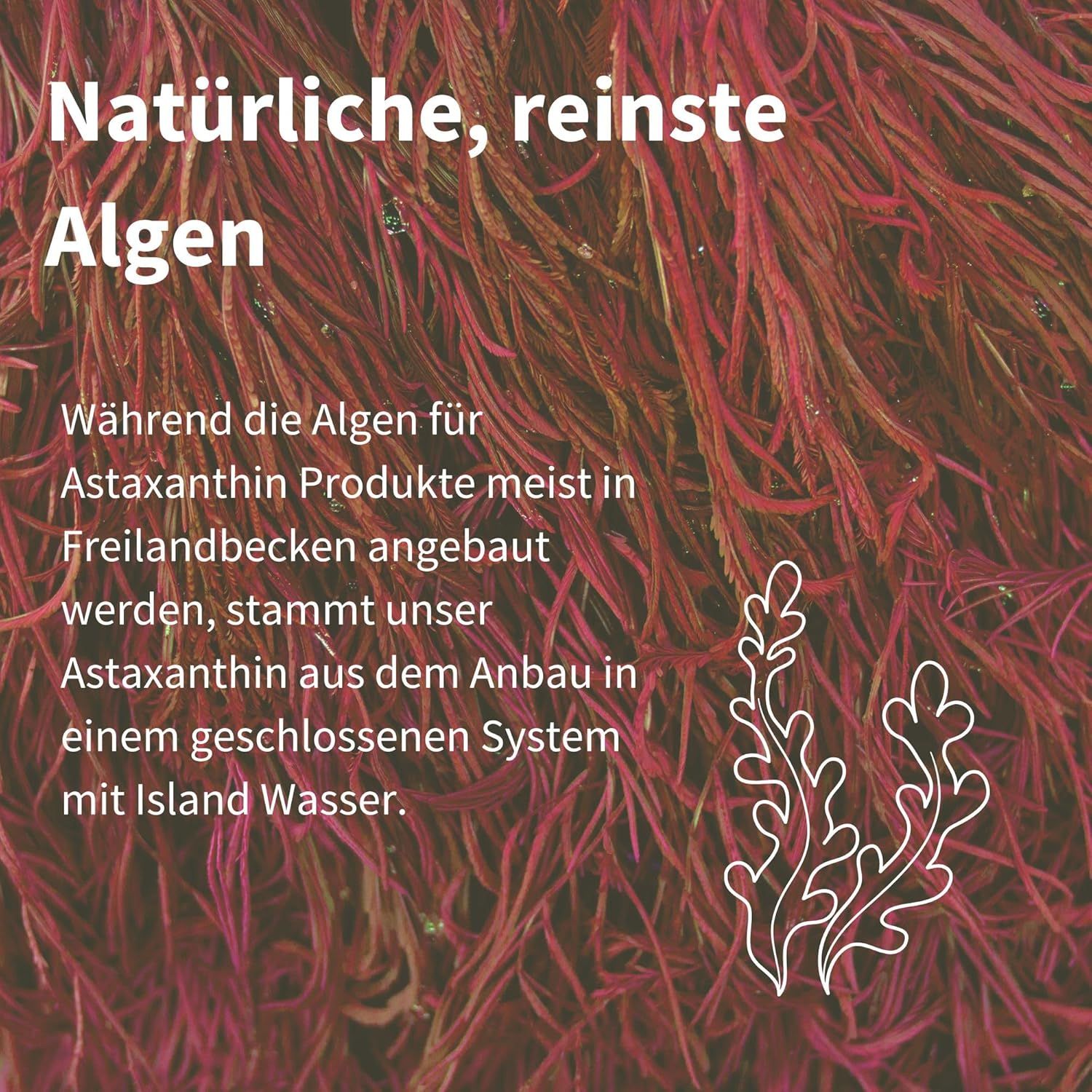 Roter Algen Hintergrund. Text: Natürliche, reinste Algen. Astaxanthin aus Anbau in geschlossenem System mit Island Wasser.