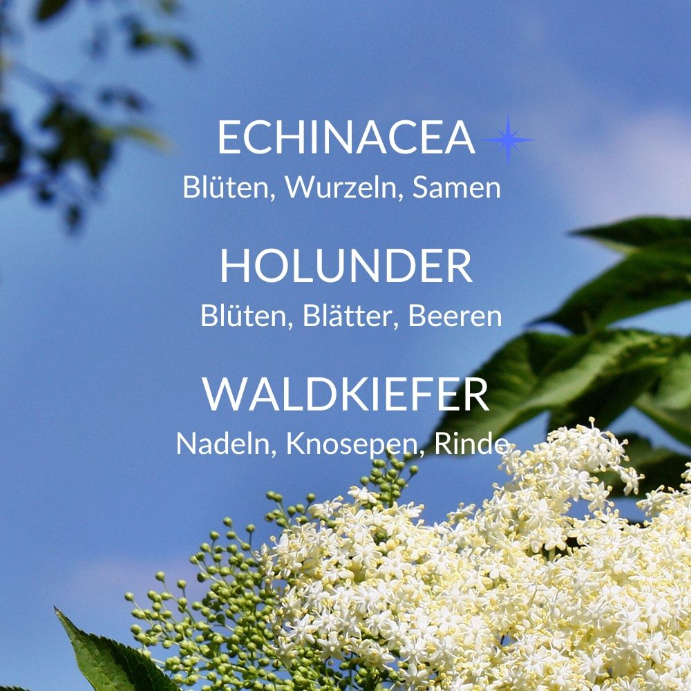 Text auf blauem Hintergrund: "ECHINACEA", "HOLUNDER", "WALDKIEFER". Darunter Blüten und Pflanzen.