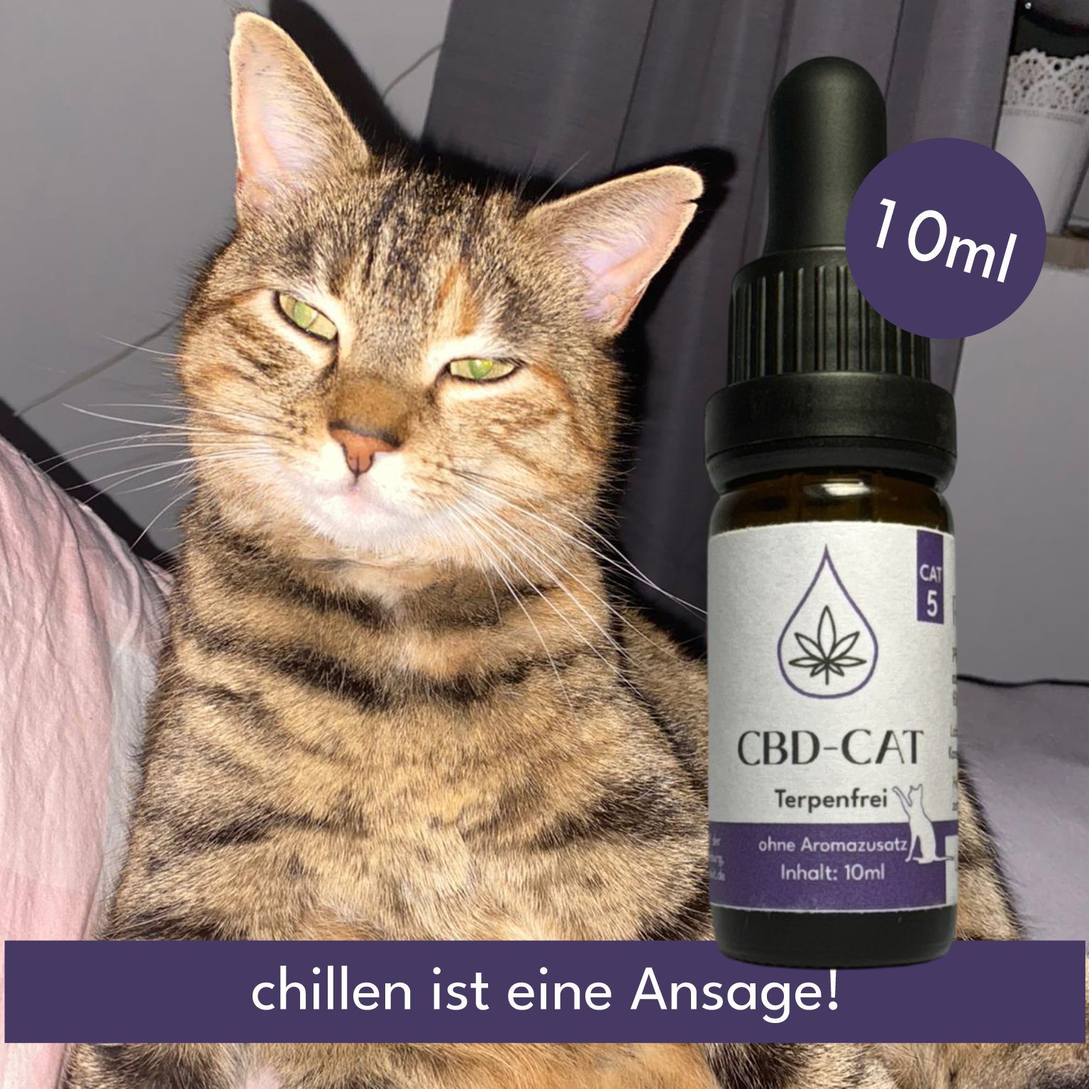 CBD-Katzenöl-Flasche mit Pipette, 10ml, terperenfrei, neben einer Katze.