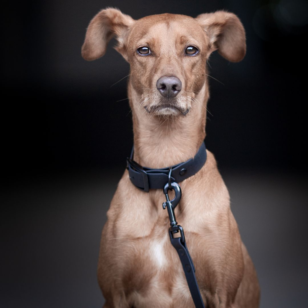 BioThane® Hundehalsband NEO Black - WOOFSTUFF
