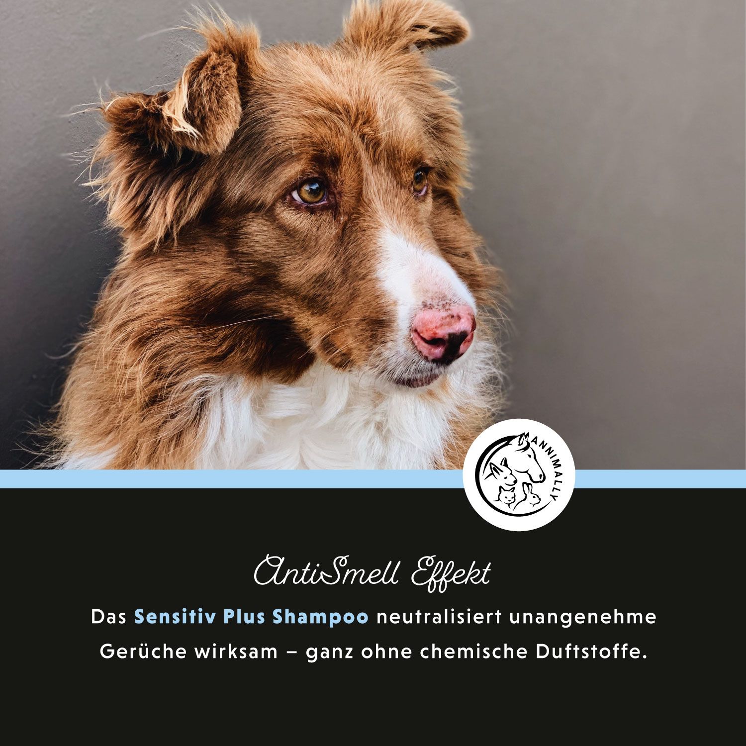 Hund mit braunem Fell. Text über Anti-Geruchs-Effekt. Logo. Hintergrund in Grau- und Blautönen.