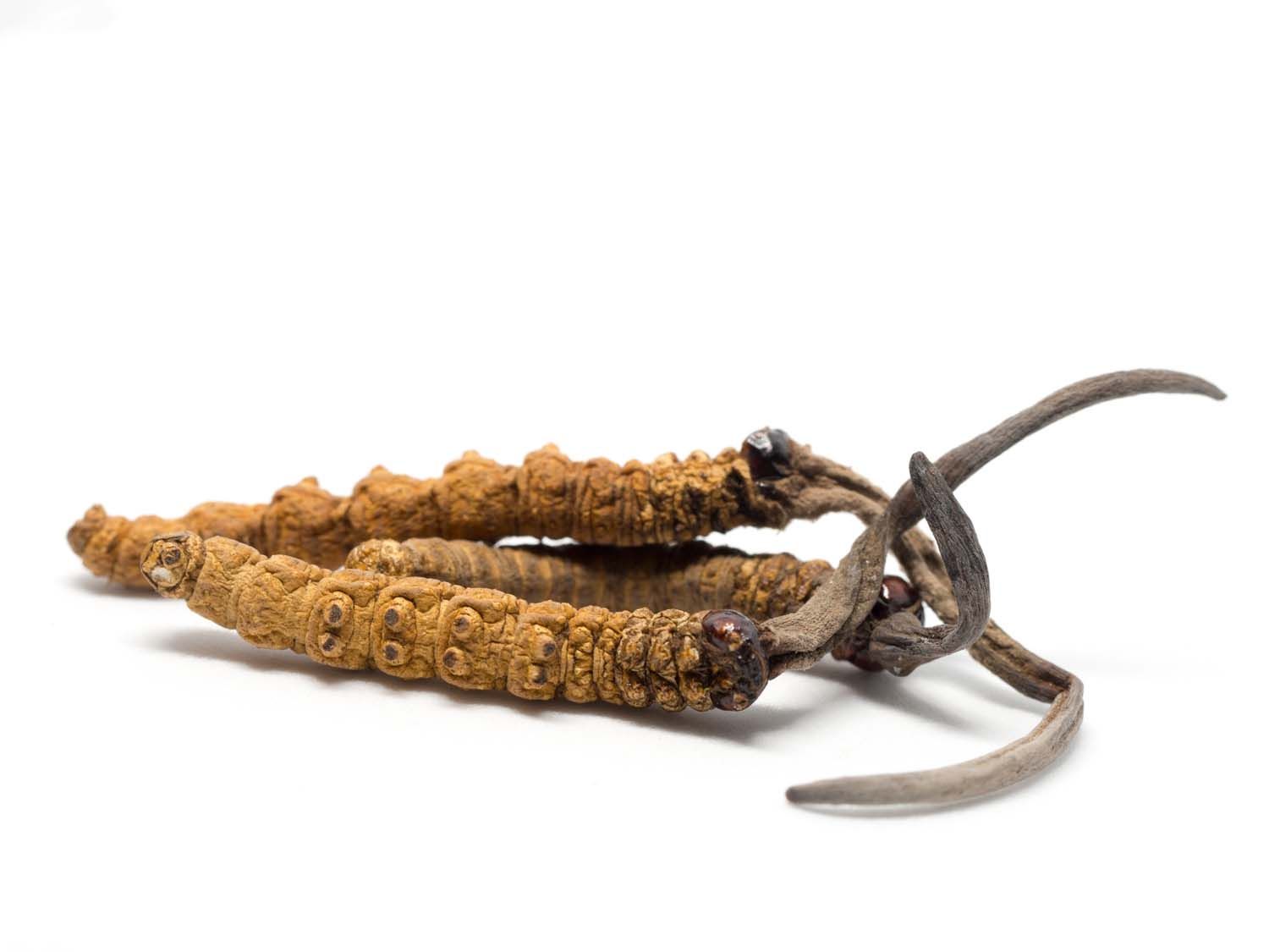 Mehrere getrocknete Cordyceps-Pilze, braun und länglich, auf weißem Hintergrund.
