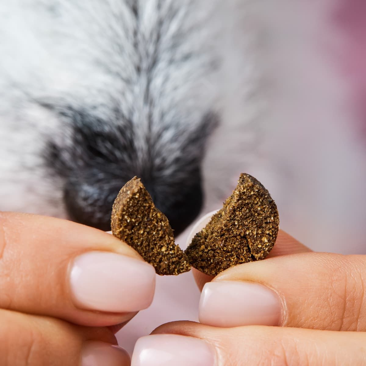 Hände brechen einen Hundekeks in zwei Hälften, ein Hund schaut zu.