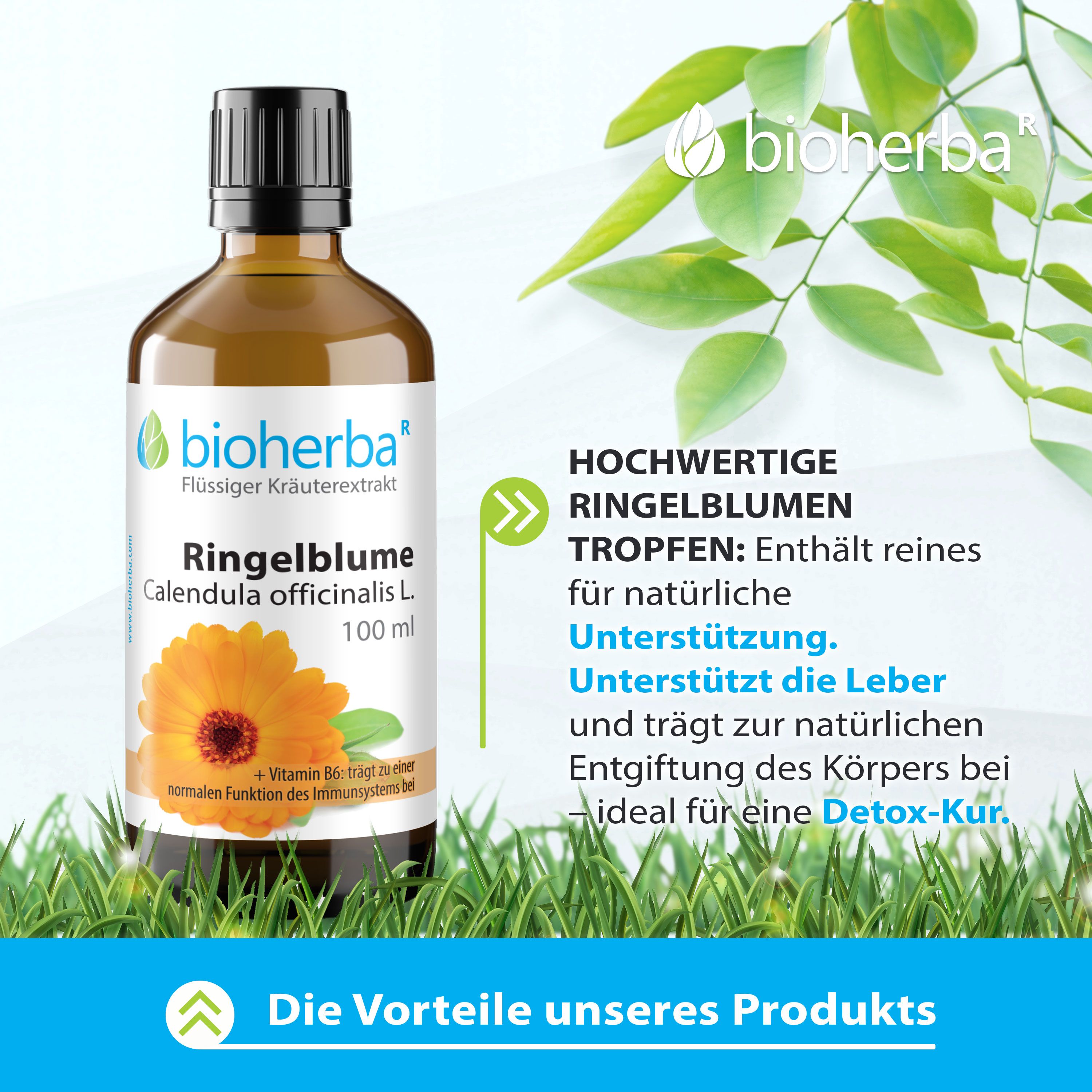 Bioherba Ringelblume Calendula officinalis L.