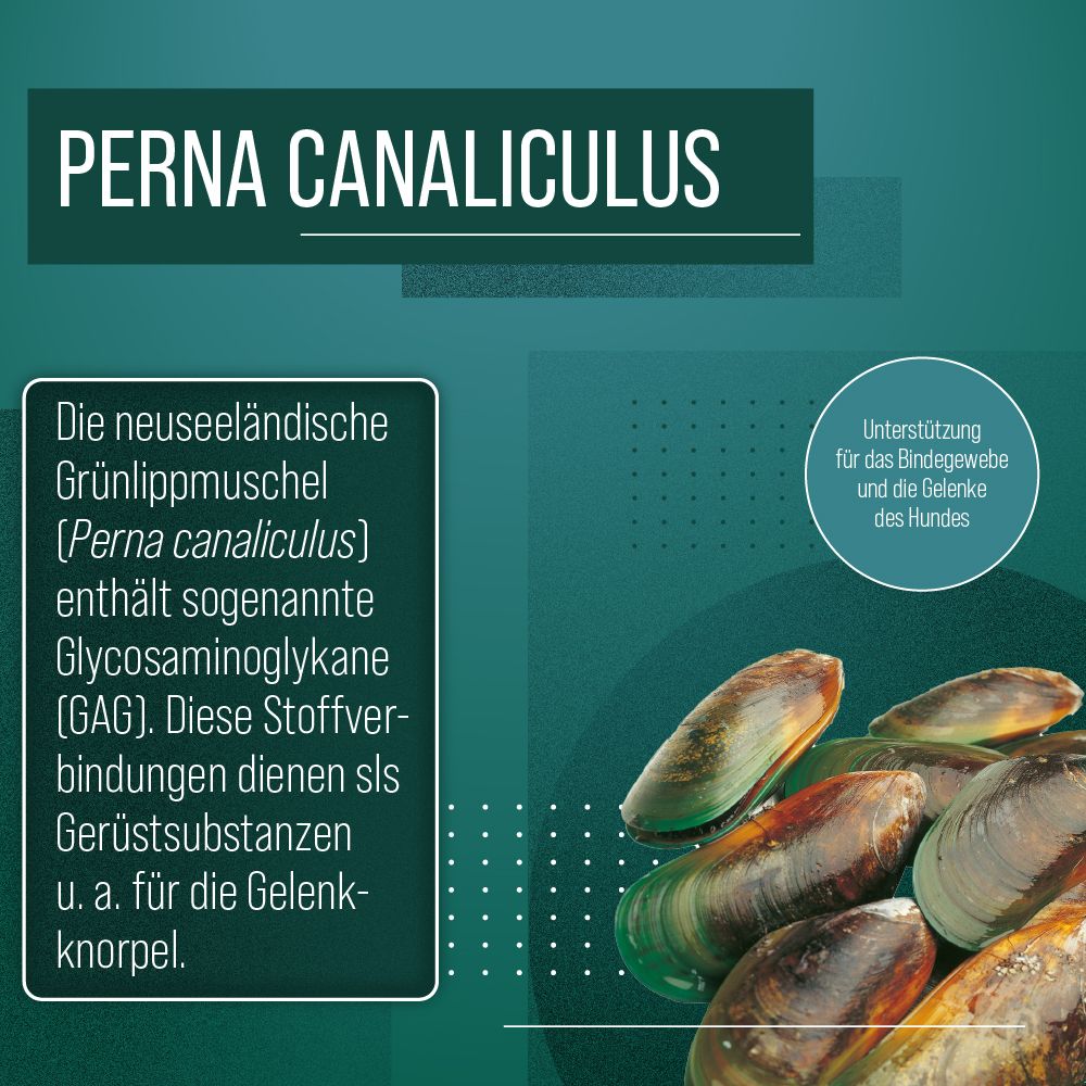 Grünlippmuscheln. Text über Glykosaminoglykane (GAG). Text: Unterstützung für Bindegewebe und Gelenke des Hundes.