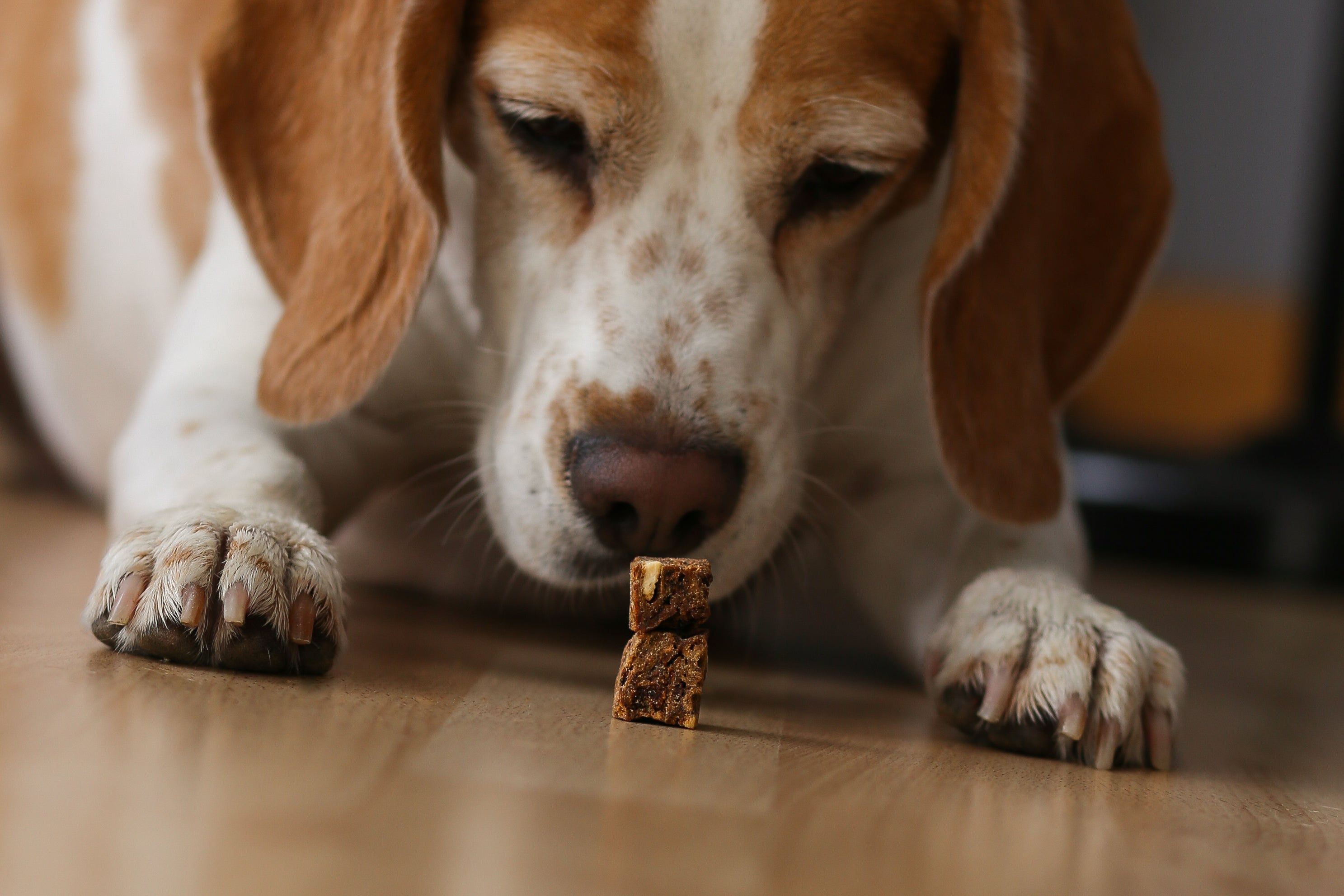 miba - Knusprige Hühnerhappen mit Obst Hund