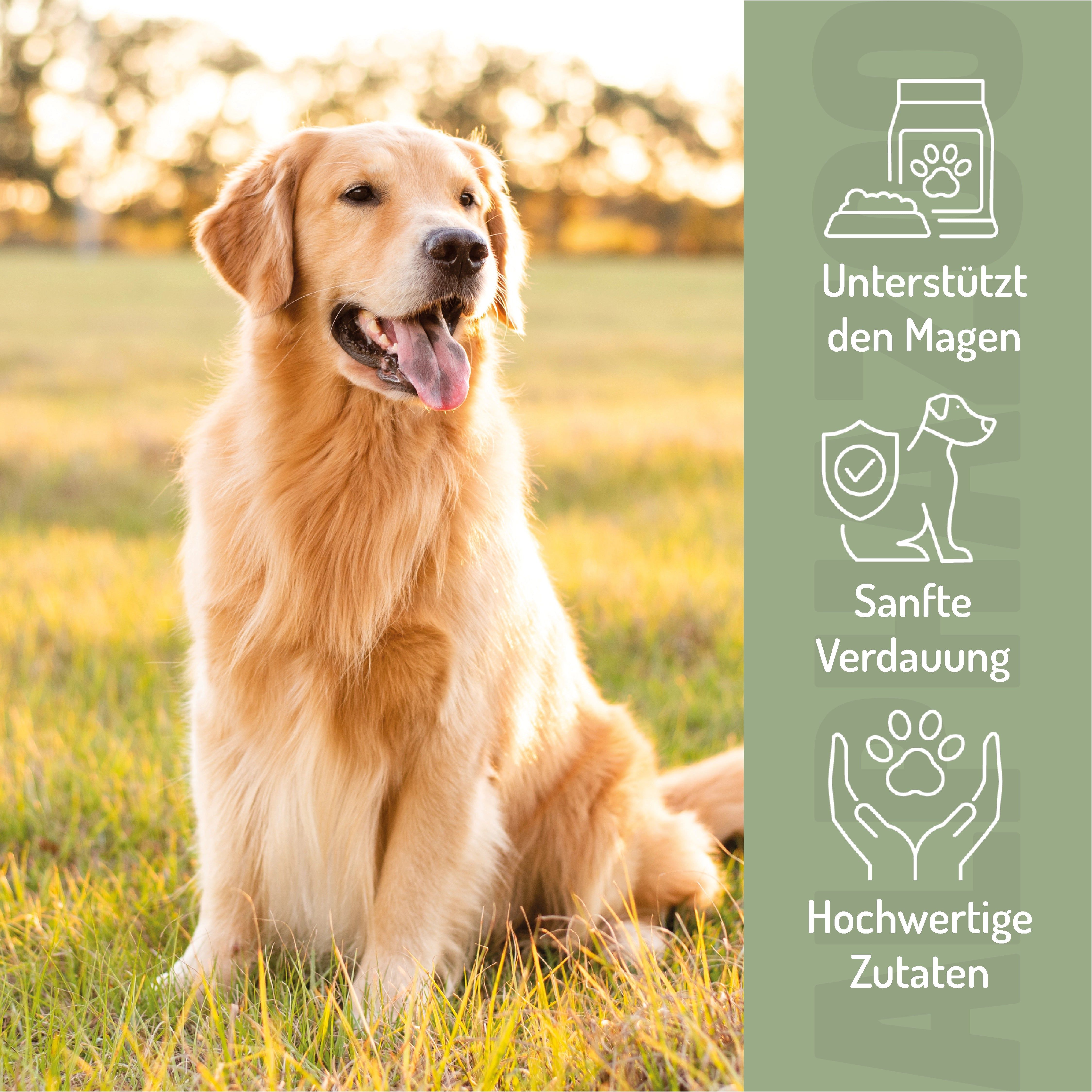 Goldener Retriever auf Wiese. Text: Unterstützt den Magen, sanfte Verdauung, hochwertige Zutaten.