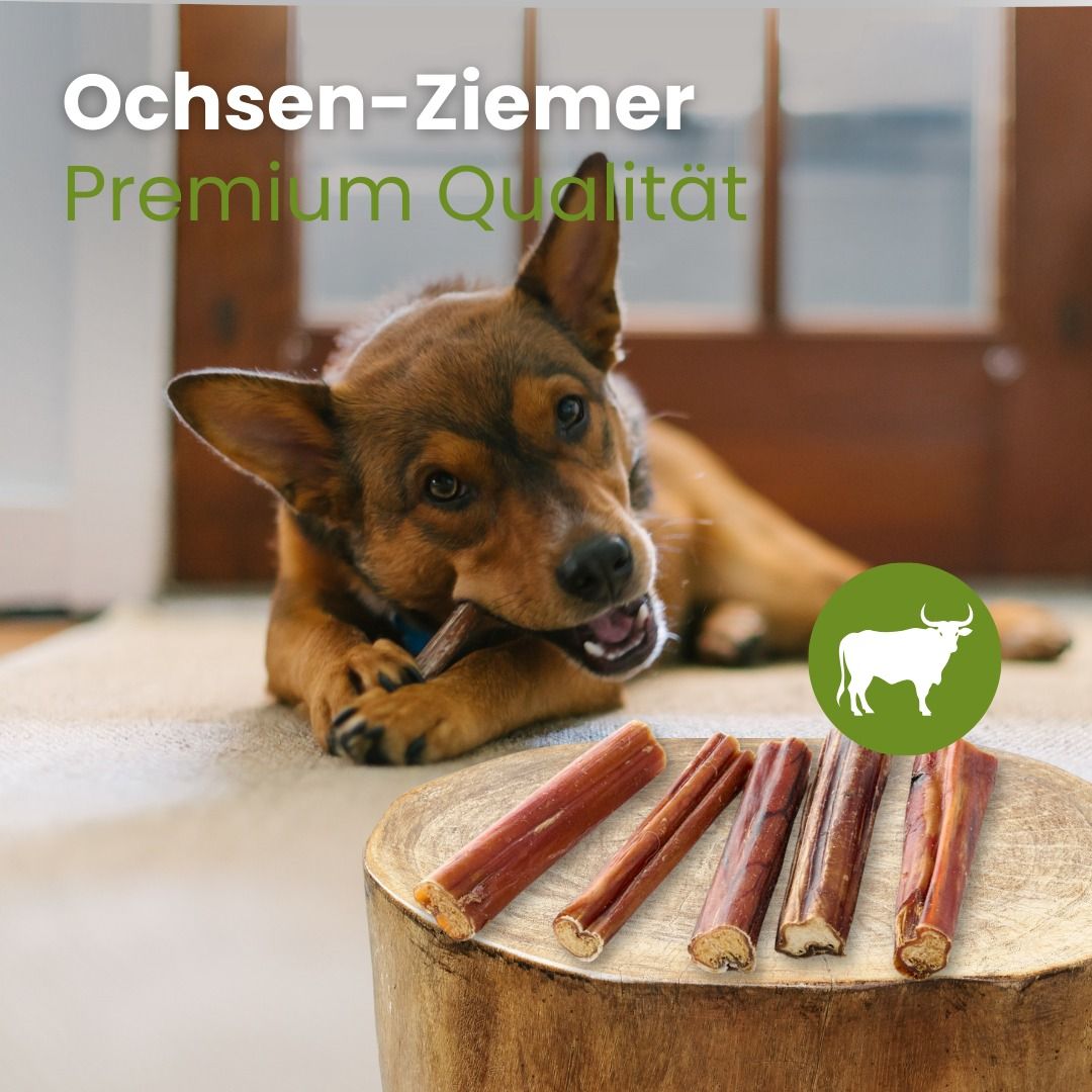 Ein Hund kaut auf einem Ochsen-Ziemer, fünf weitere liegen auf einem Holzstamm.
