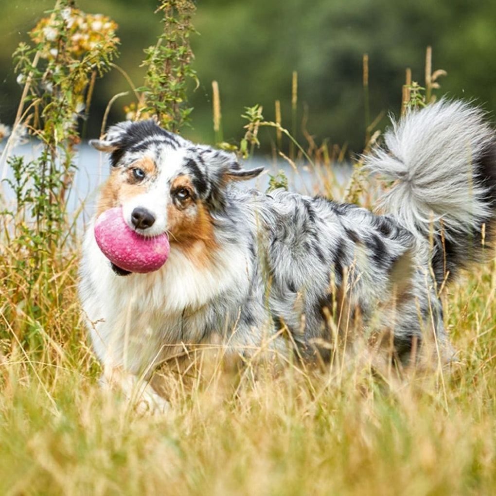Hund mit rosa Spielzeug im Maul, steht im hohen Gras.