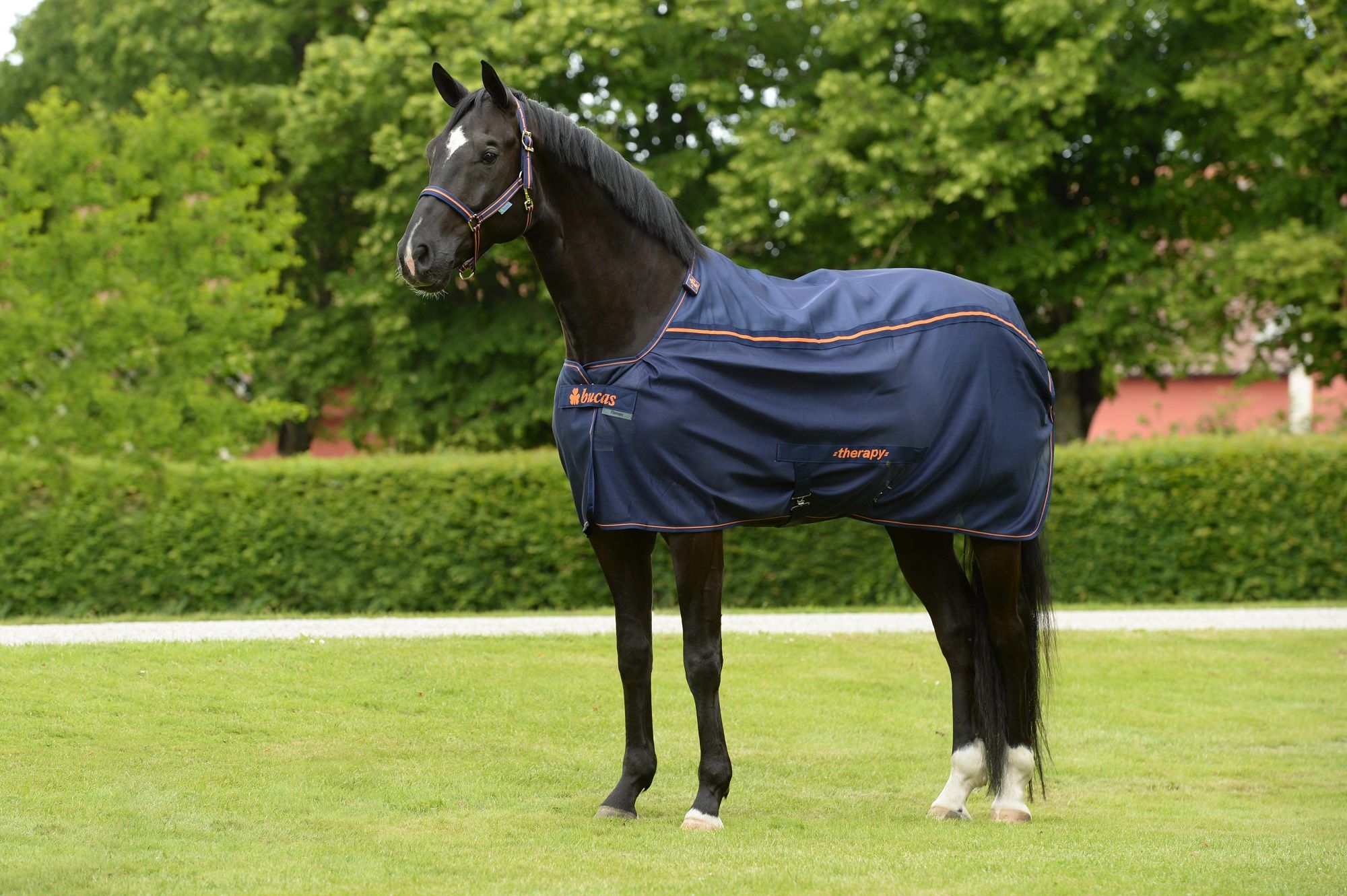 Pferdedecke, dunkelblau mit orangefarbenen Akzenten. Aufschrift "Therapy". Auf einem schwarzen Pferd auf einer Wiese.