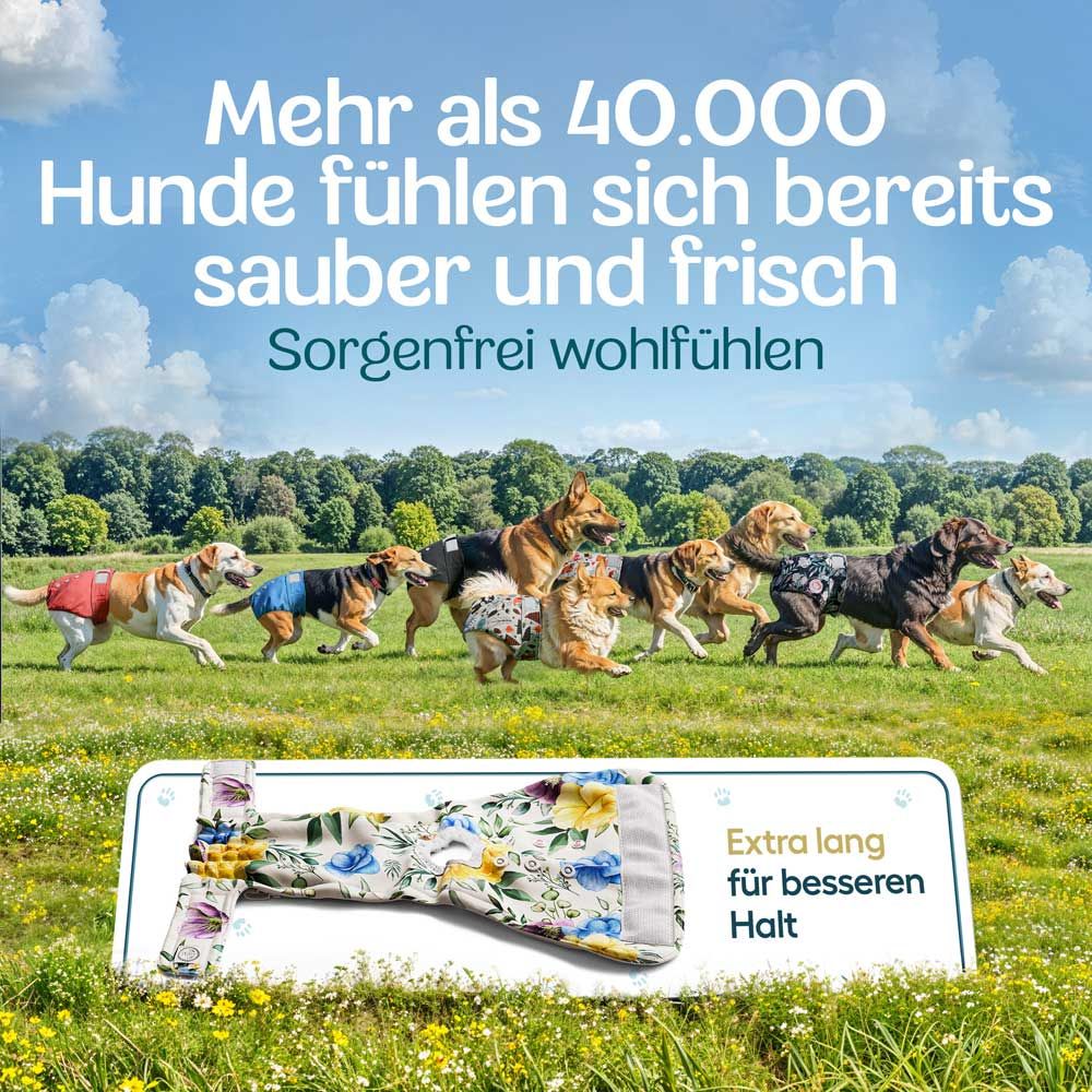 Mehr als 40.000 Hunde tragen Windeln. Hunde auf einer Wiese. Windel-Illustration.