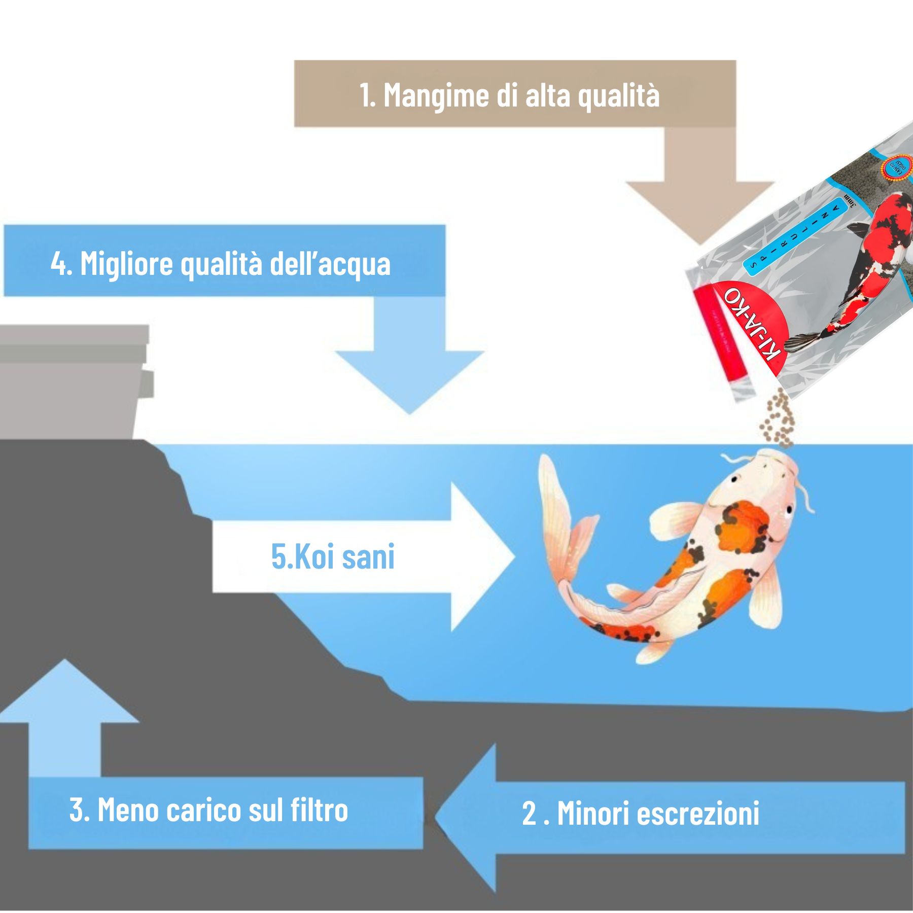 Grafico: ciclo del mangime per pesci. Mangime KI-JA-KO, carpa koi, qualità dell'acqua.