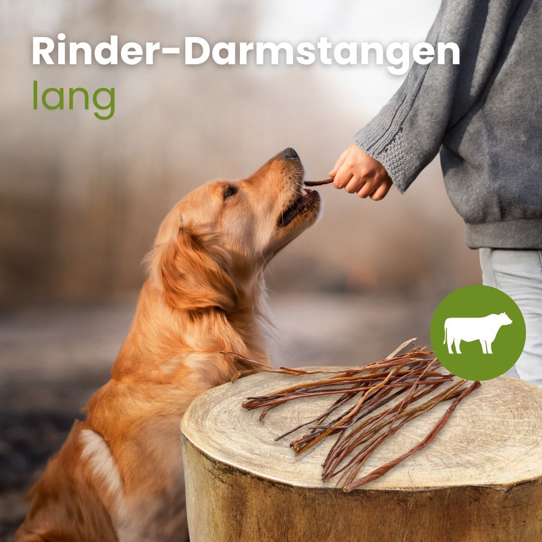 Rinderdarmstangen, ein Hund kaut auf einem Stäbchen, das ihm von einer Hand gereicht wird.
