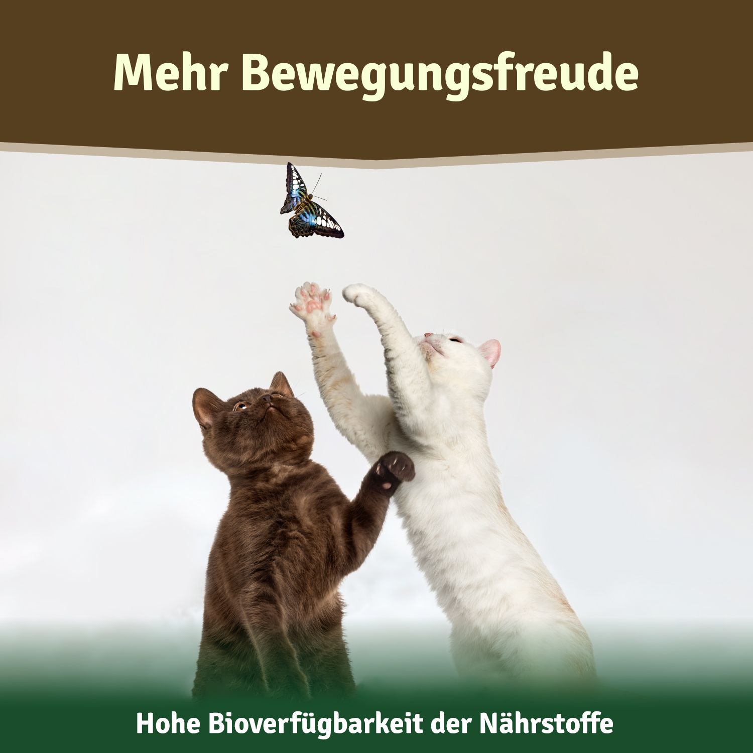 Zwei Katzen spielen mit Schmetterling. Text: Hohe Bioverfügbarkeit der Nährstoffe.