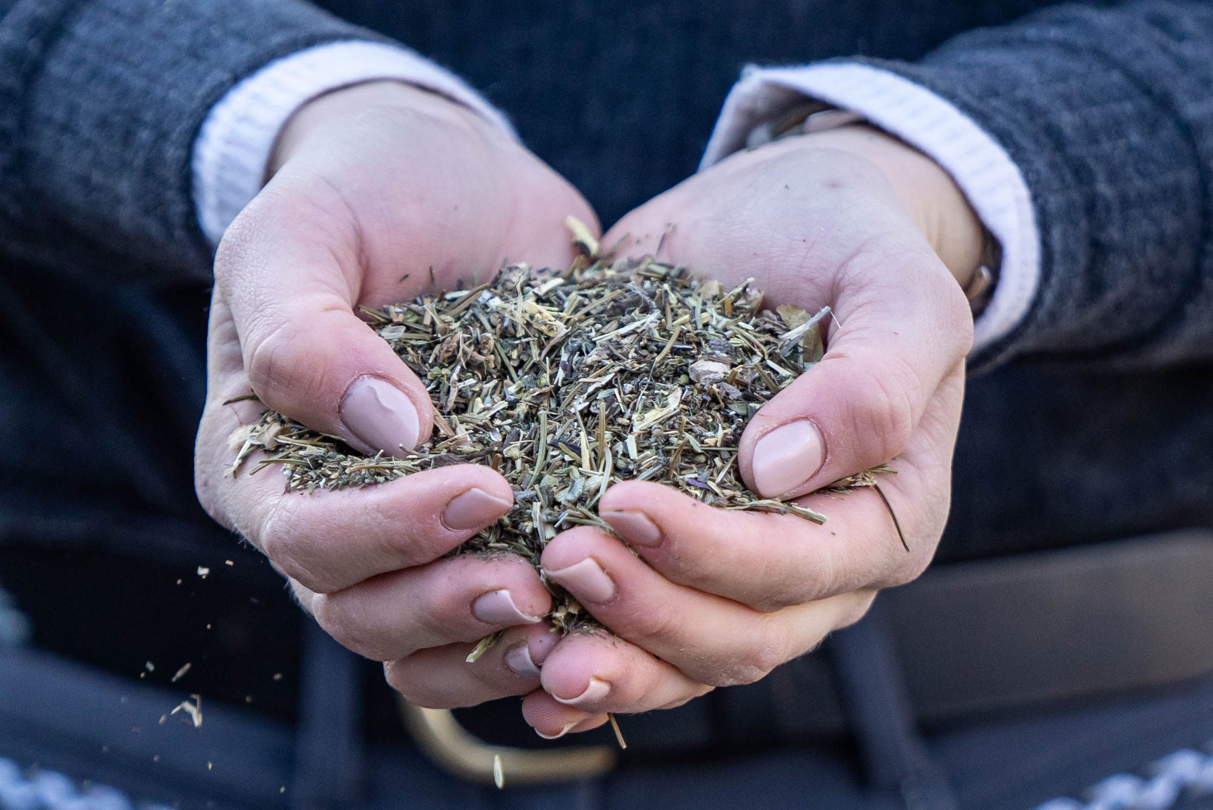 Hände halten eine Portion Stiefel Hustenkräuter. Kräutermischung. Nahaufnahme. Produkt ist lose.
