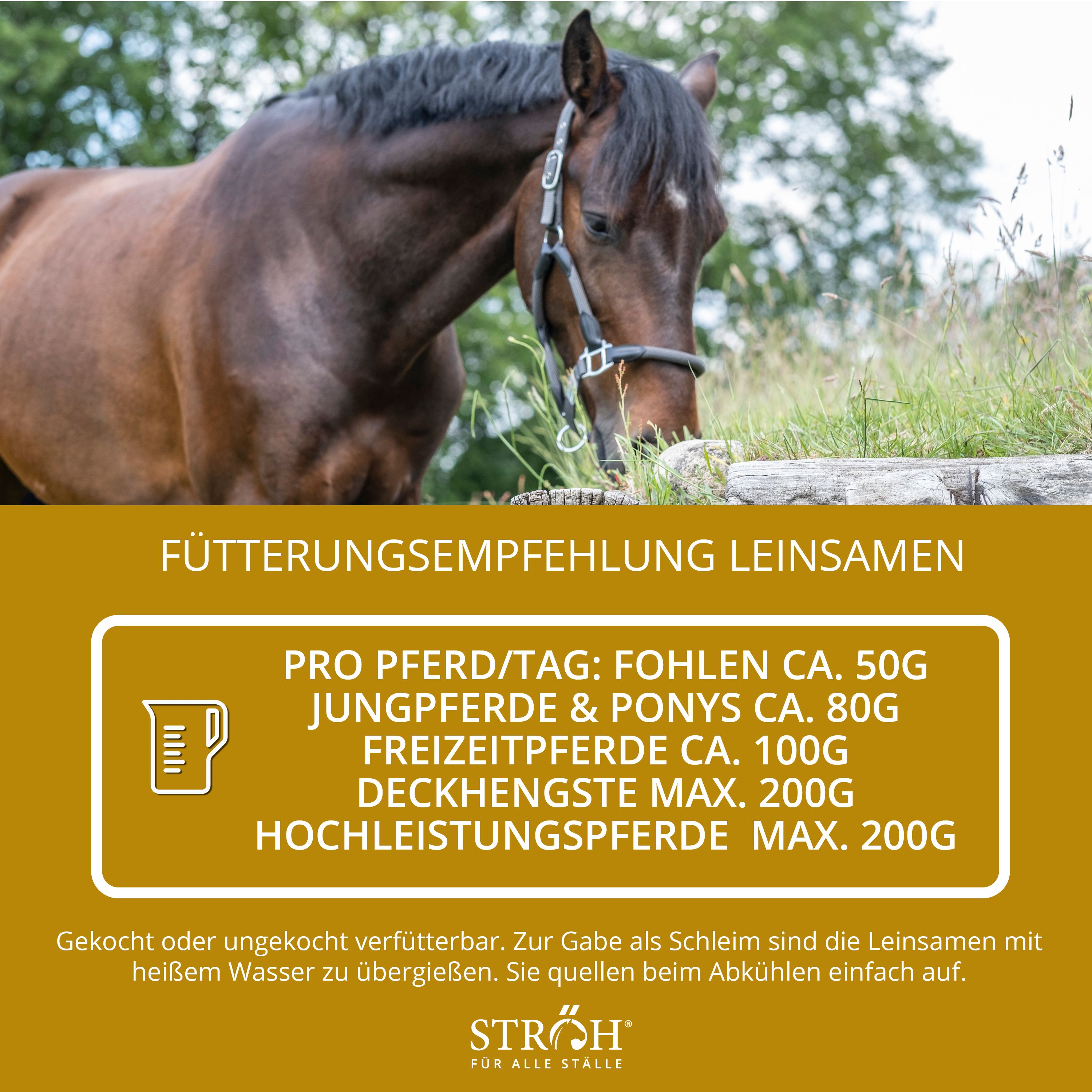 Text mit Fütterungsempfehlung für Leinsamen. Text: PRO PFERD/TAG: Fohlen ca. 50G, Jungpferde & Ponys ca. 80G, Freizeipferde ca. 100G, Deckhengste max. 200G, Hochleistungspferde max. 200G.