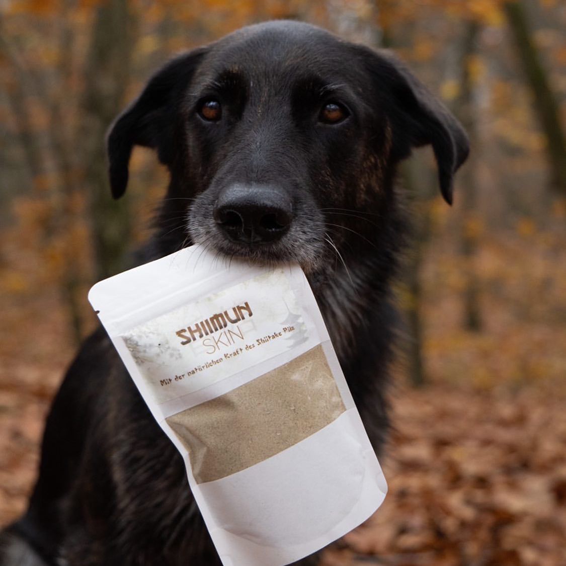 Schwarzer Hund hält einen Beutel Shiimun Skin Pulver im Maul. Text auf dem Beutel: Shiimun Skin, Mit der natürlichen Kraft des Shiitake Pilz.