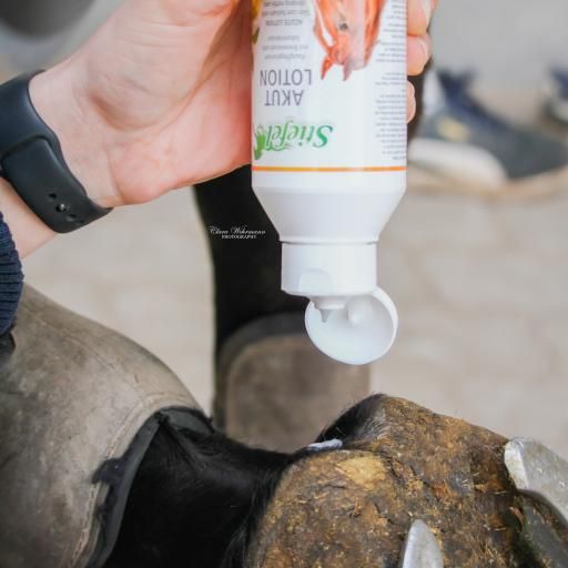 Weiße Flasche Stiefel Akutlotion, wird auf Huf aufgetragen. Aufschrift: Akut Lotion. Grün-orange Etikett mit Pferd.