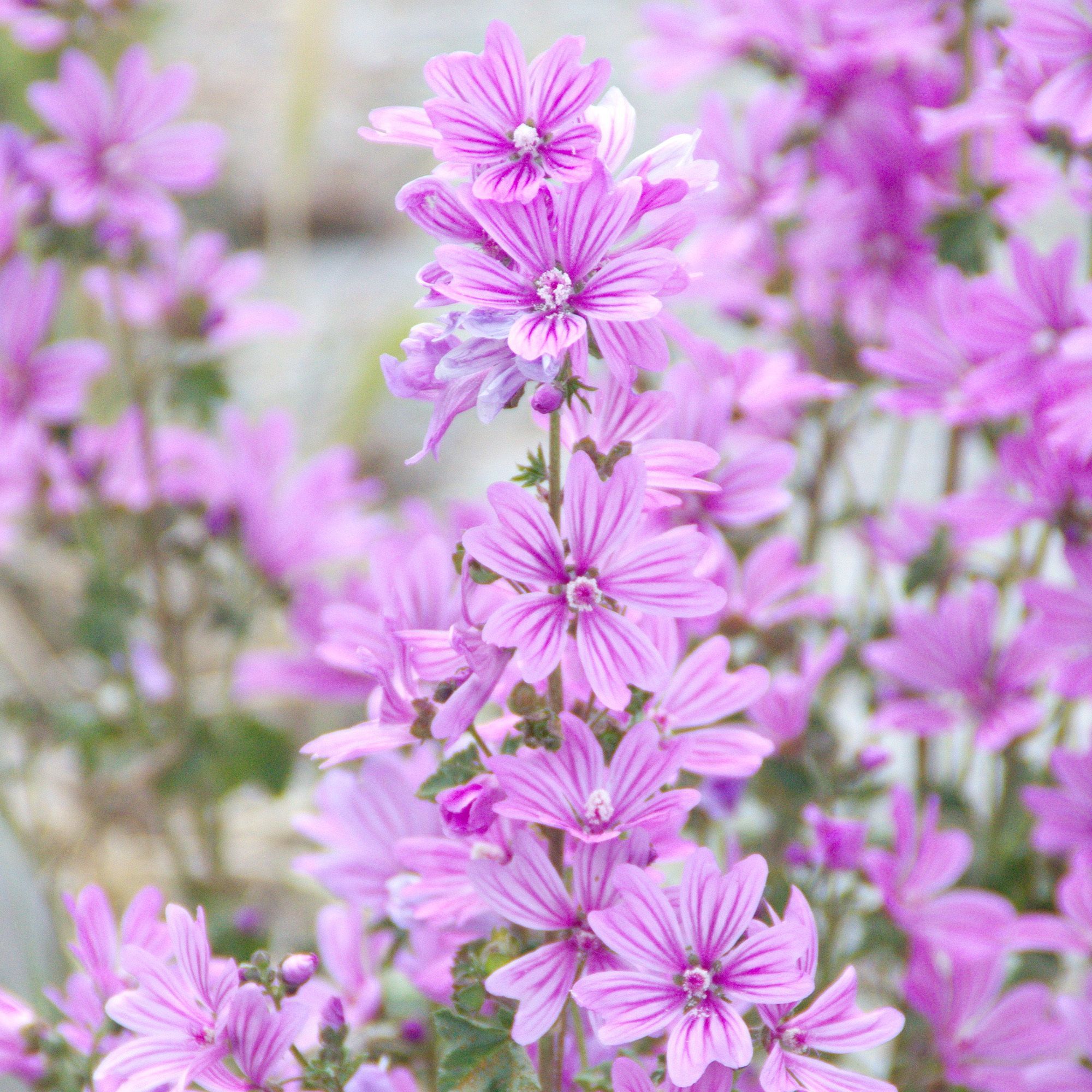 Nahaufnahme von rosa Malvenblüten. Mehrere Blüten an einem Stiel, unscharfer Hintergrund.