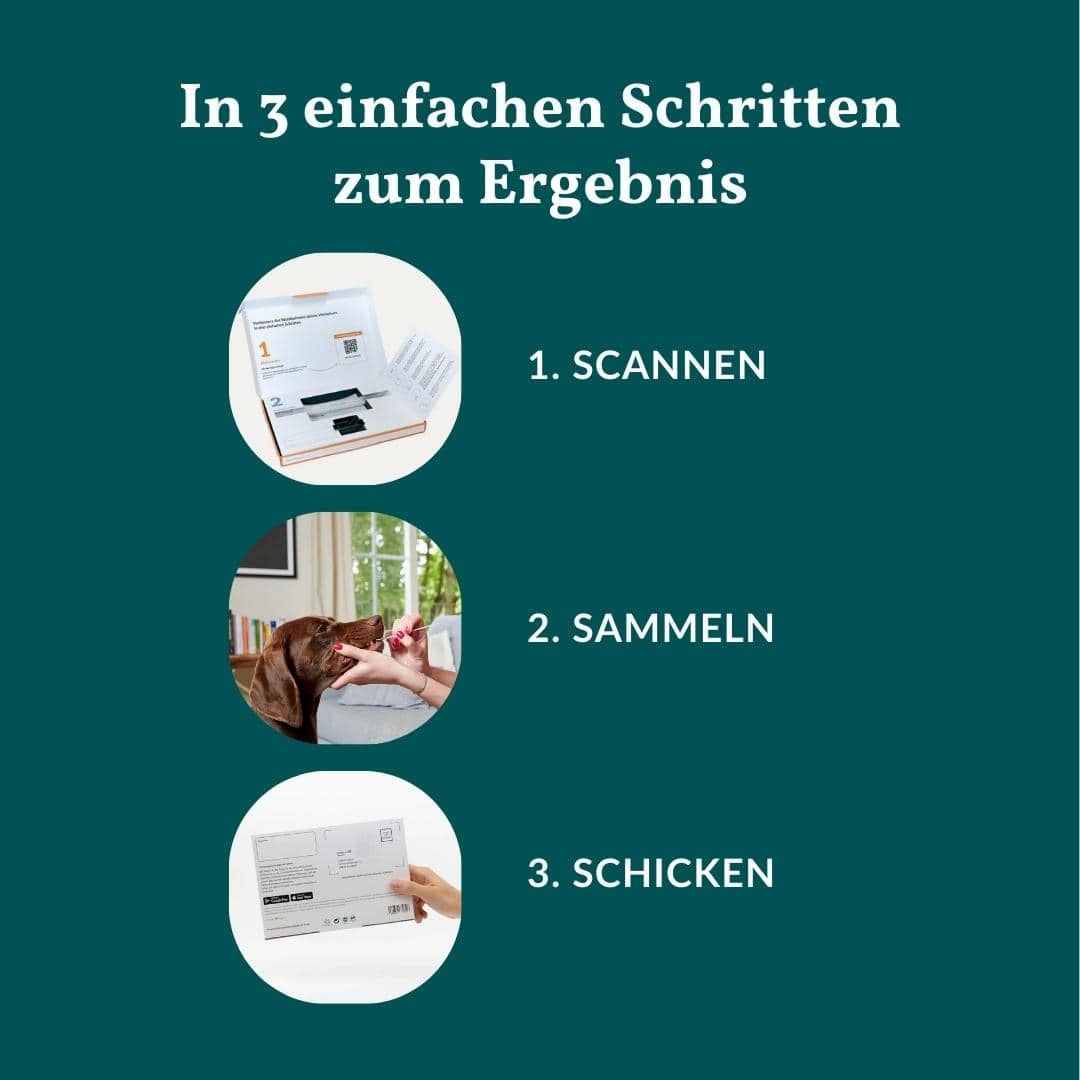 Drei Schritte zur Testergebnis: 1. Scannen (Box), 2. Sammeln (Hund), 3. Schicken (Hand).