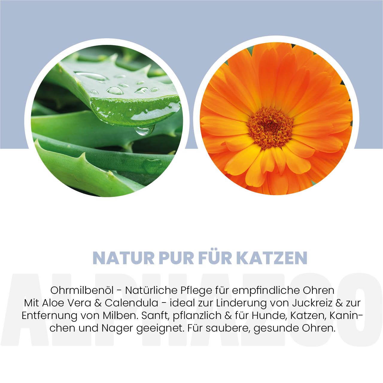 Nahaufnahme von Aloe Vera Blättern und einer Calendula Blüte.