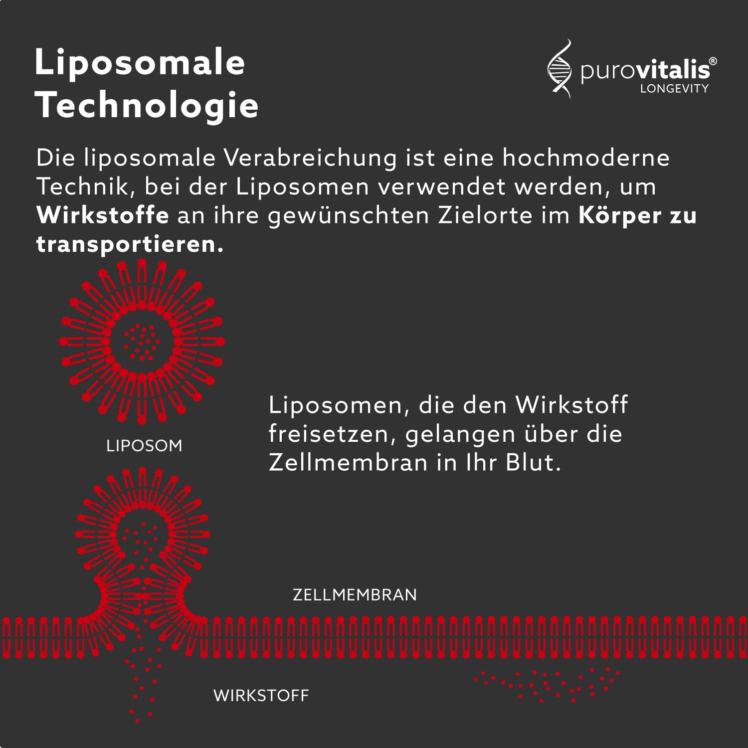 Grafische Darstellung der liposomalen Technologie. Zeigt Liposomen und Zellmembran.