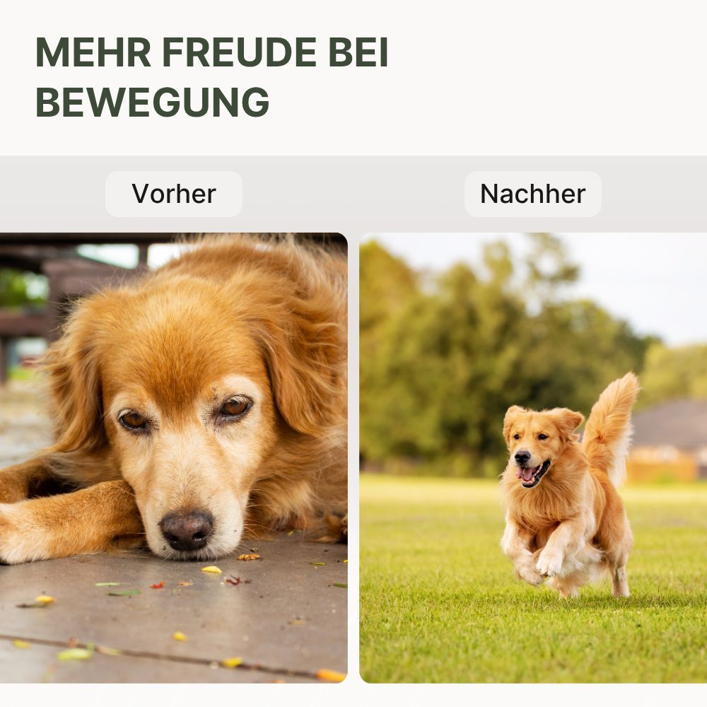 Vorher-Nachher-Vergleich. Ein Hund liegt, ein Hund rennt. Text: "MEHR FREUDE BEI BEWEGUNG".