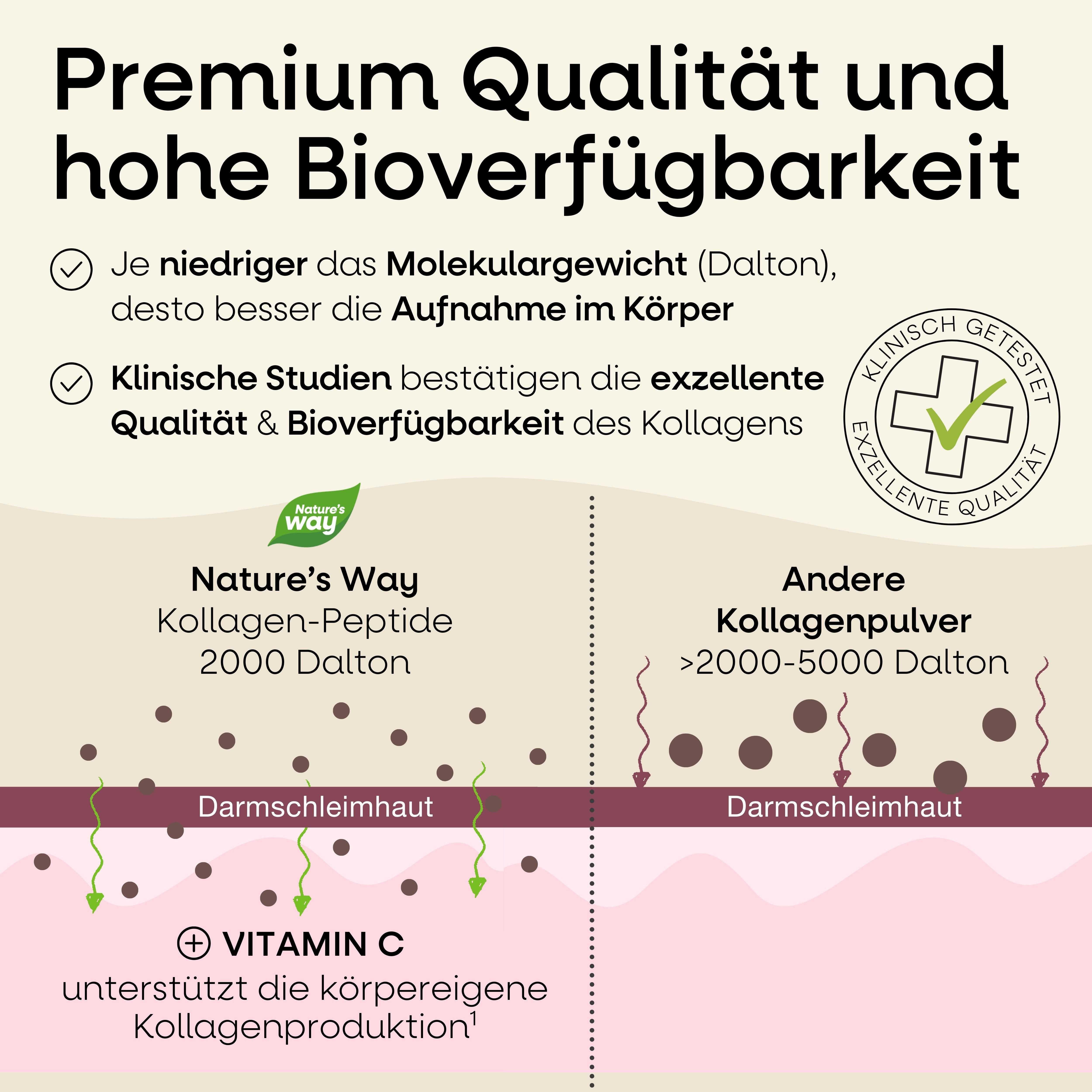 Diagramm: Kollagen-Peptide 2000 Dalton vs. andere Kollagenpulver. Text: Premium Qualität, hohe Bioverfügbarkeit. Vitamin C unterstützt Kollagenproduktion.