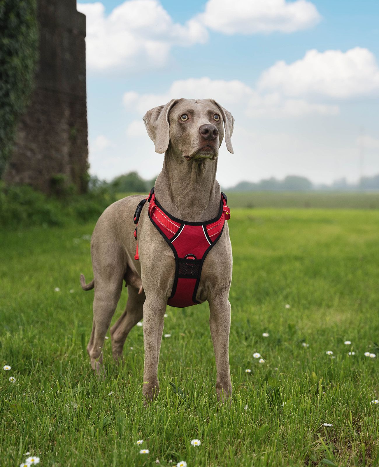 lionto Hundegeschirr