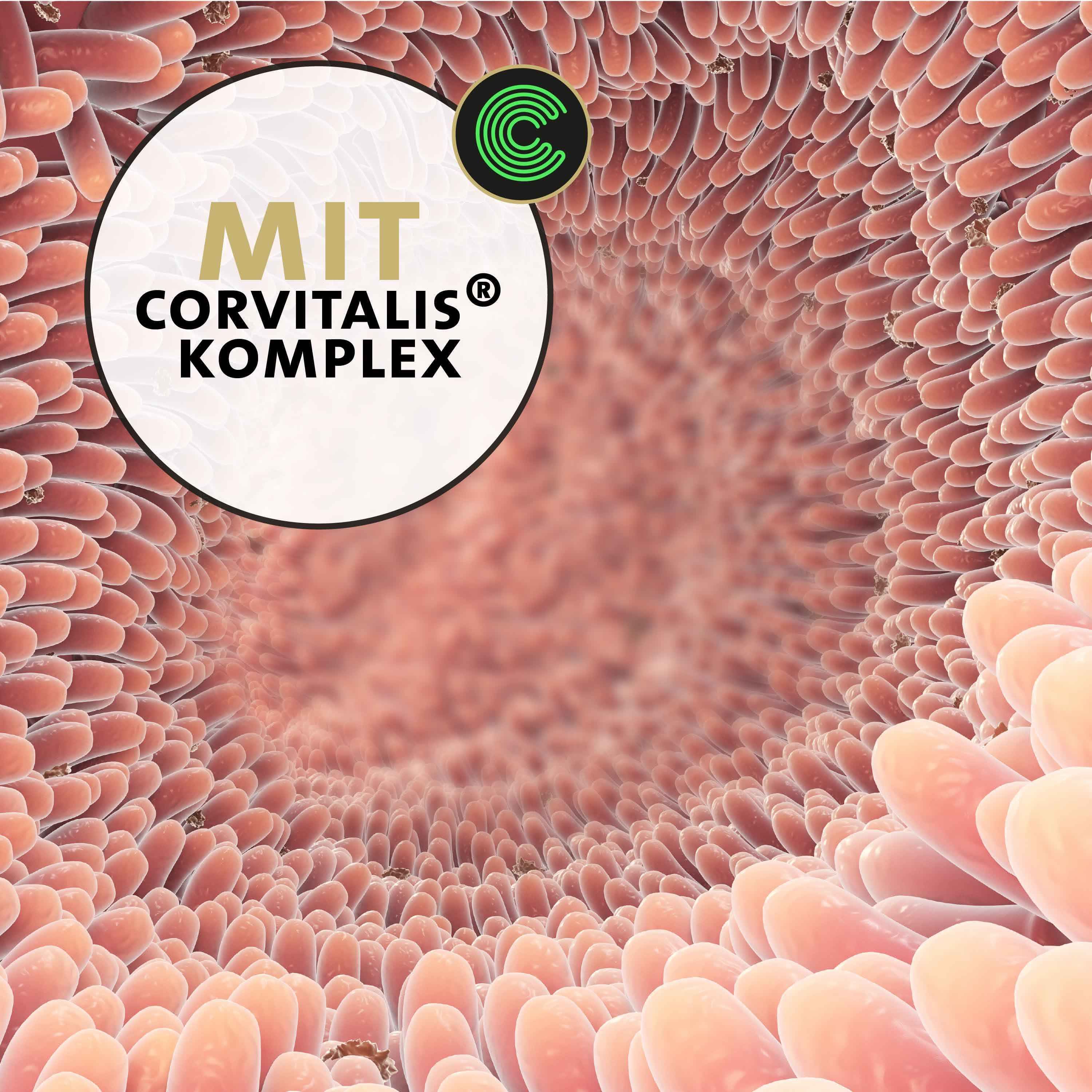 Nahaufnahme von Darmzellen. Text: Mit Corvitalis Komplex. Grünes Logo.
