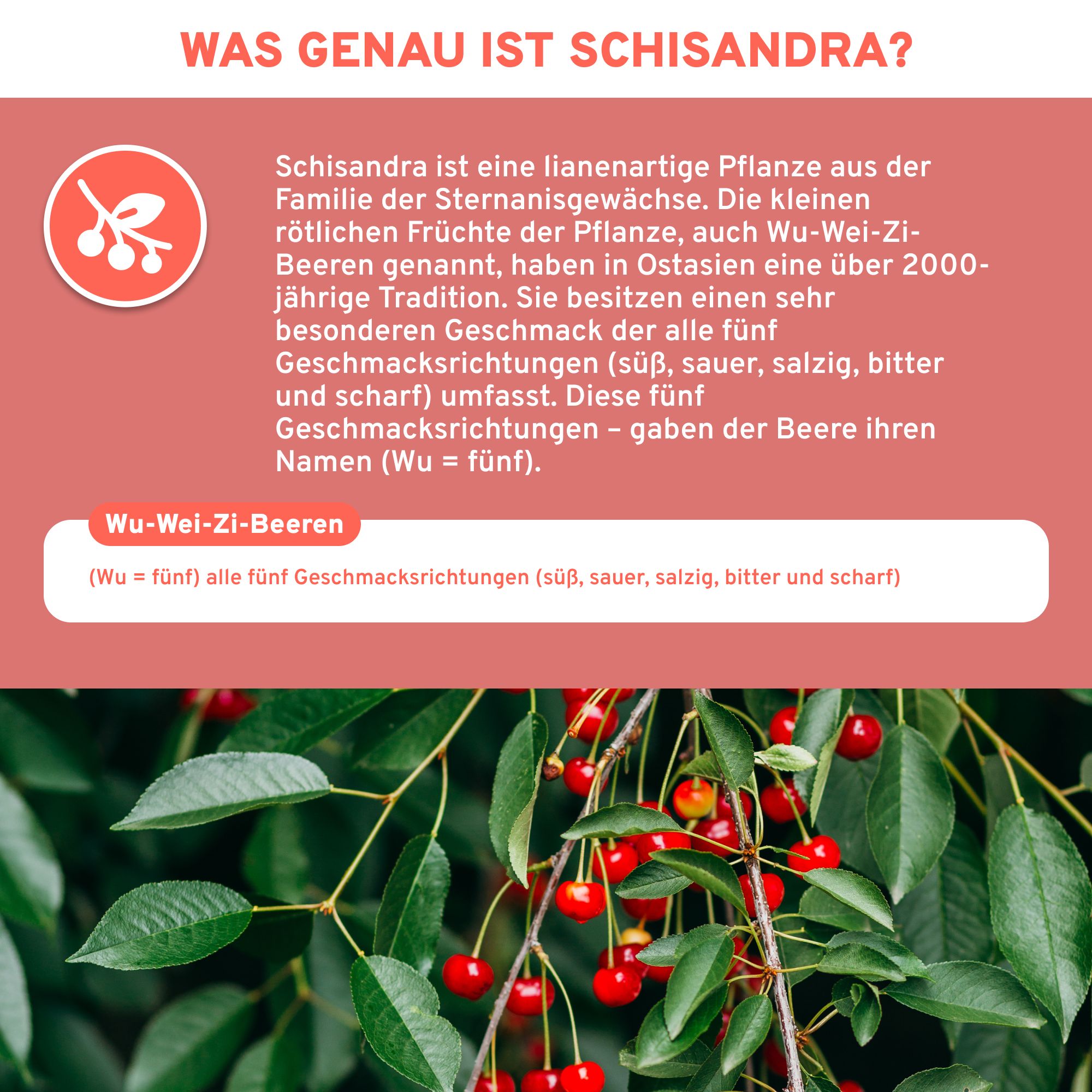 QIDOSHA Schisandra Extrakt mit 10% Schisandrin