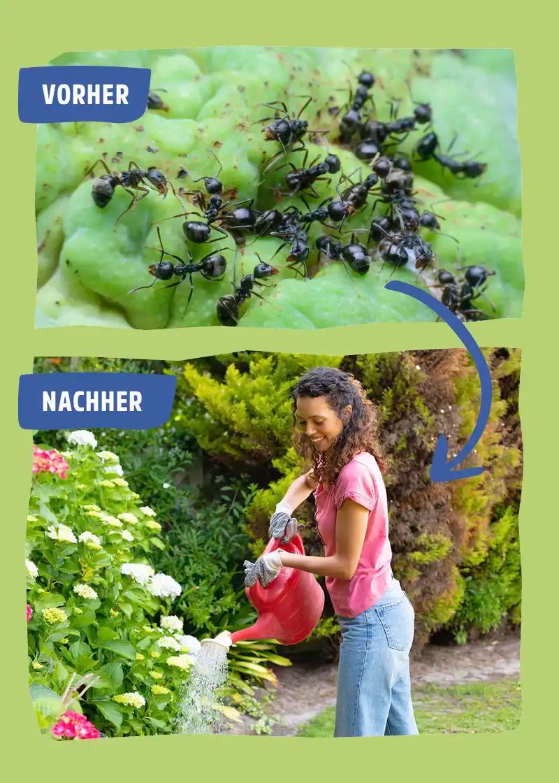 Ameisenspray | Ameisen Ex mit Langzeitwirkung