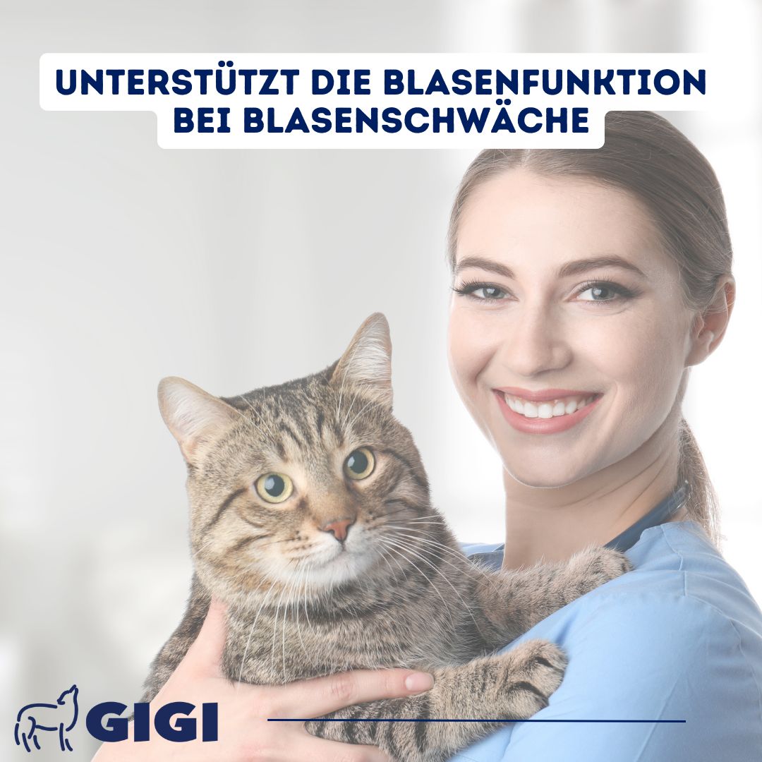 GIGI VET Harn & Blase