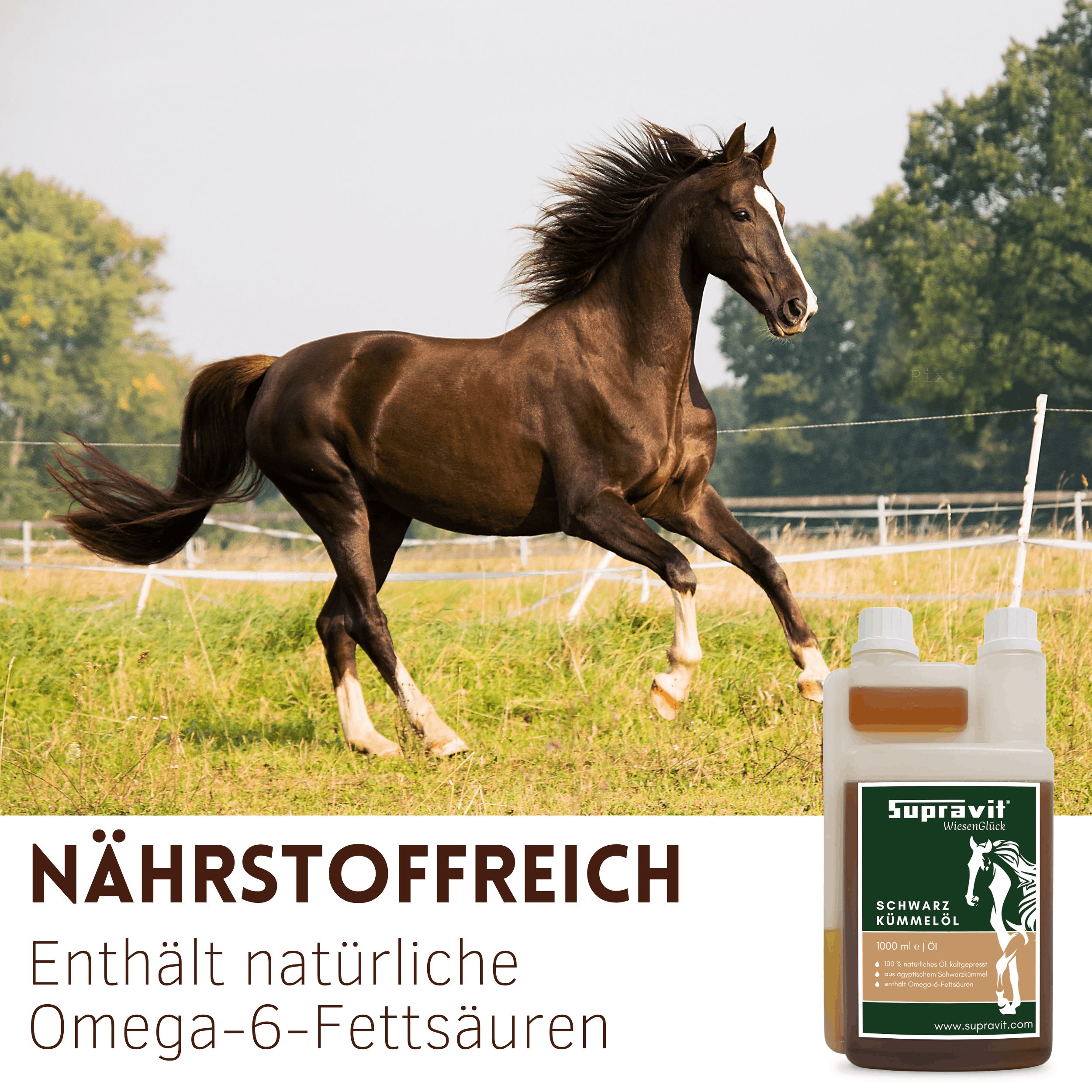 Braunes Pferd auf einer Wiese. Rechts: Flasche mit Produktetikett, Text: Supravit Schwarzkümmelöl. Enthält Omega-6-Fettsäuren.