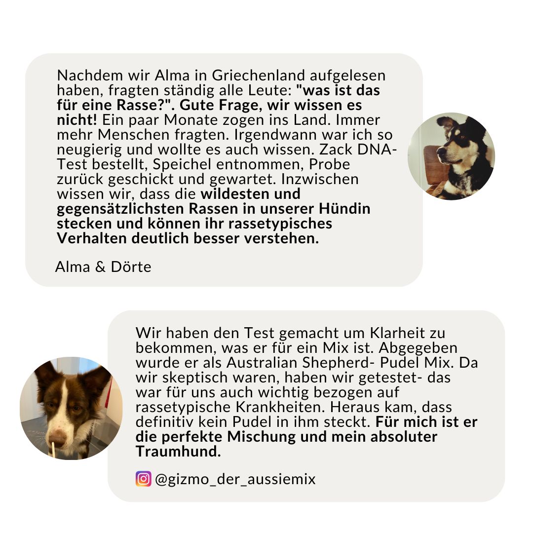 Erfahrungsbericht: DNA-Test klärt Rassefragen, hilft Verhalten zu verstehen.