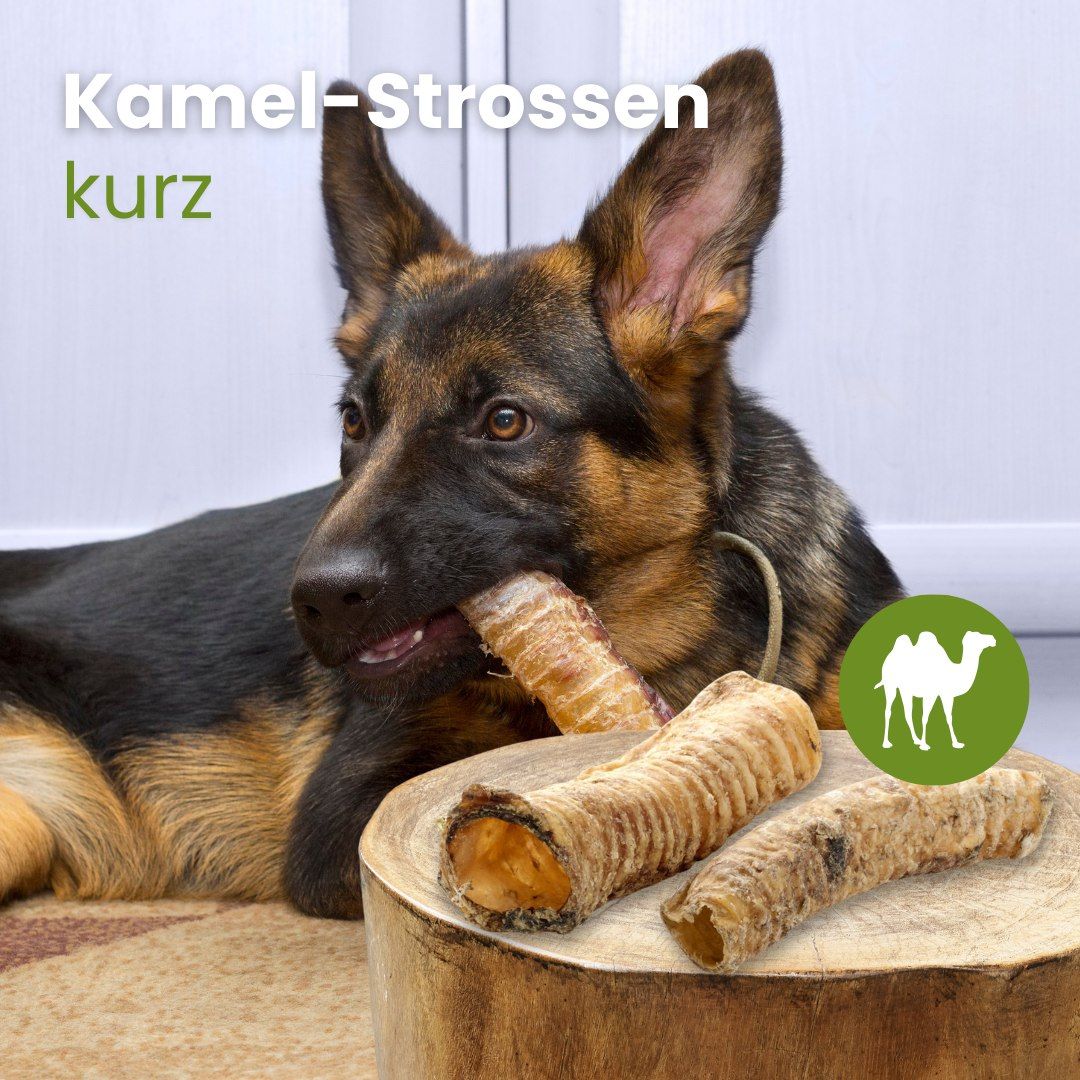 Zwei getrocknete Kamel-Strossen mit Informationen zu Länge, Gewicht, Geruch, Fettgehalt und Beschaffenheit.