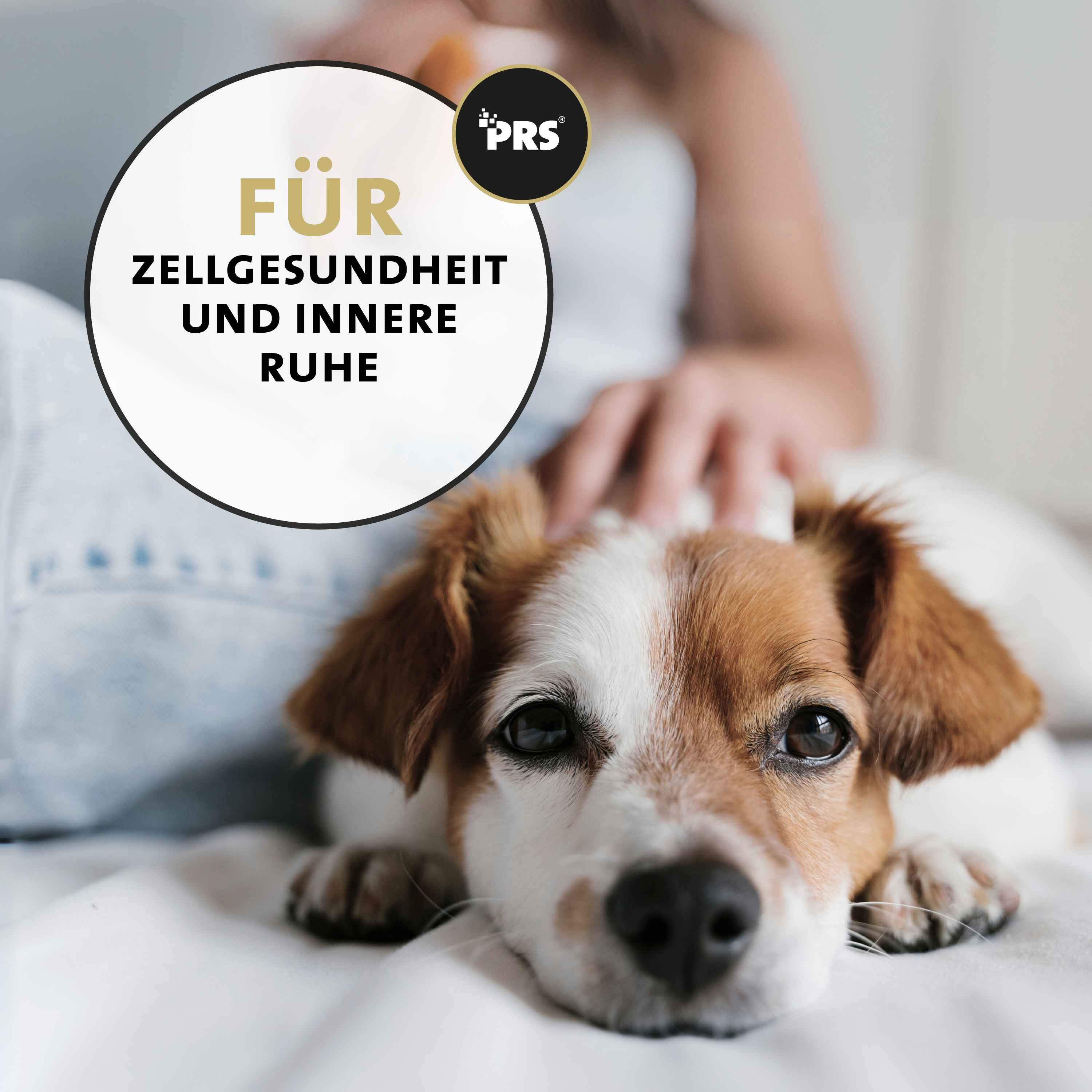 Hund liegt auf Decke. Aufschrift: Für Zellgesundheit und innere Ruhe. Logo: PRS.