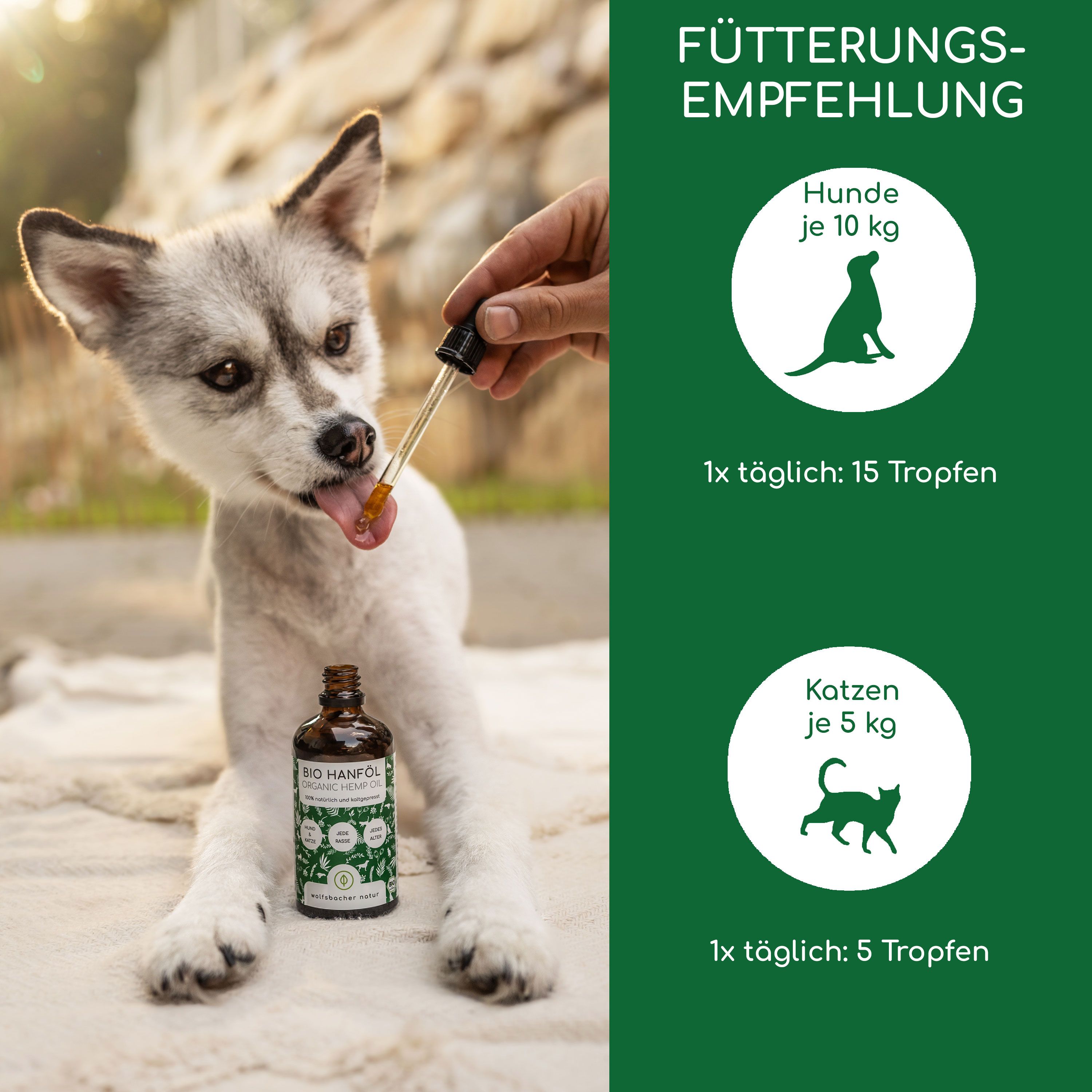 Pipette mit Tropfen von Hanföl wird einem Hund verabreicht. Flasche daneben. Fütterungsempfehlung für Hunde und Katzen.