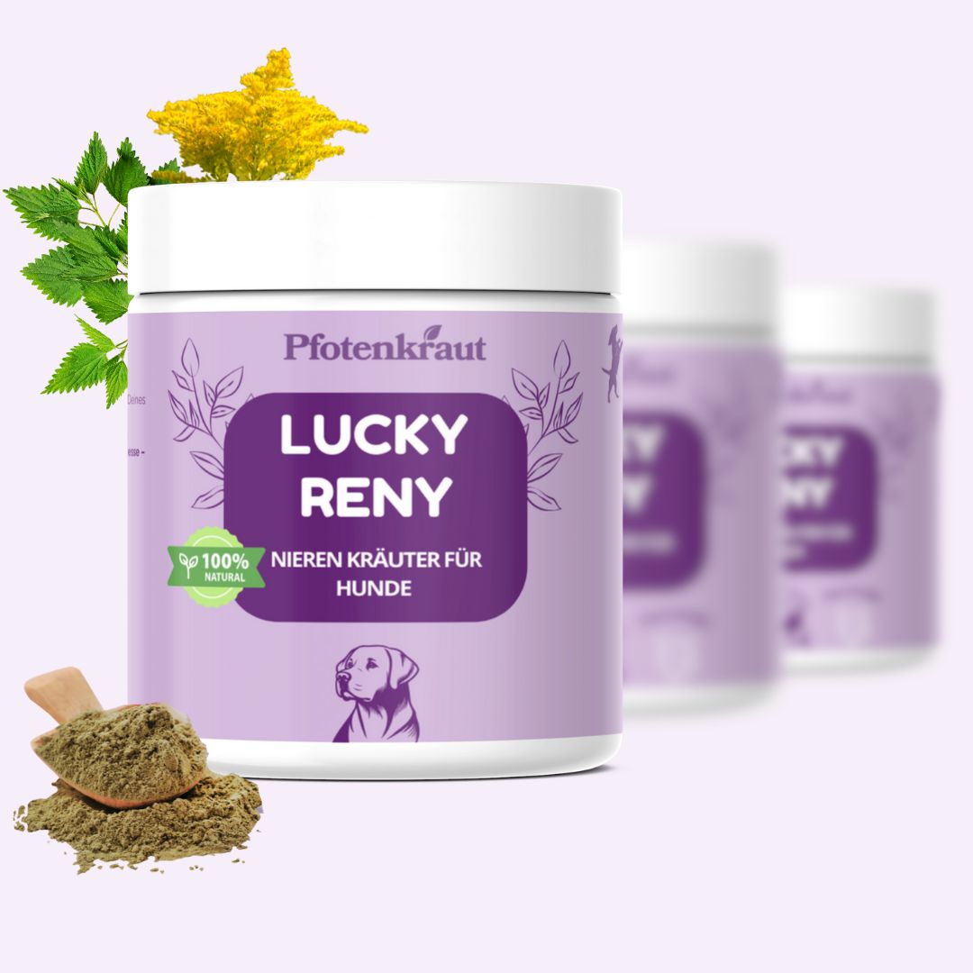 Drei Dosen Pfotenkraut Lucky Reny. Lila Etikett mit Text und Hund. Kräuter mit Löffel und Pflanzen.
