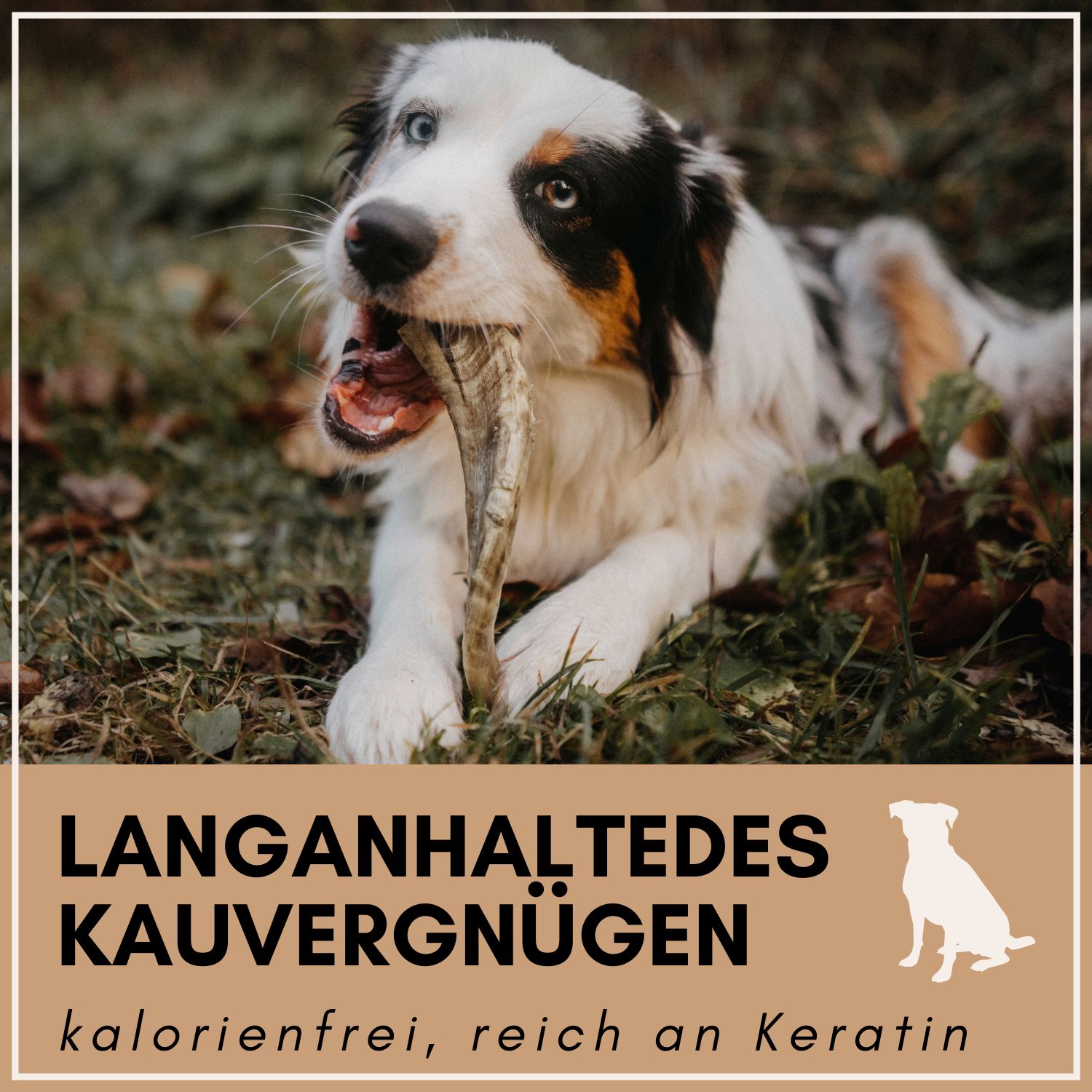 Hund liegt auf Gras und kaut auf einem Schafhorn. Text: Langanhaltendes Kauvergnügen, kalorienfrei, reich an Keratin.
