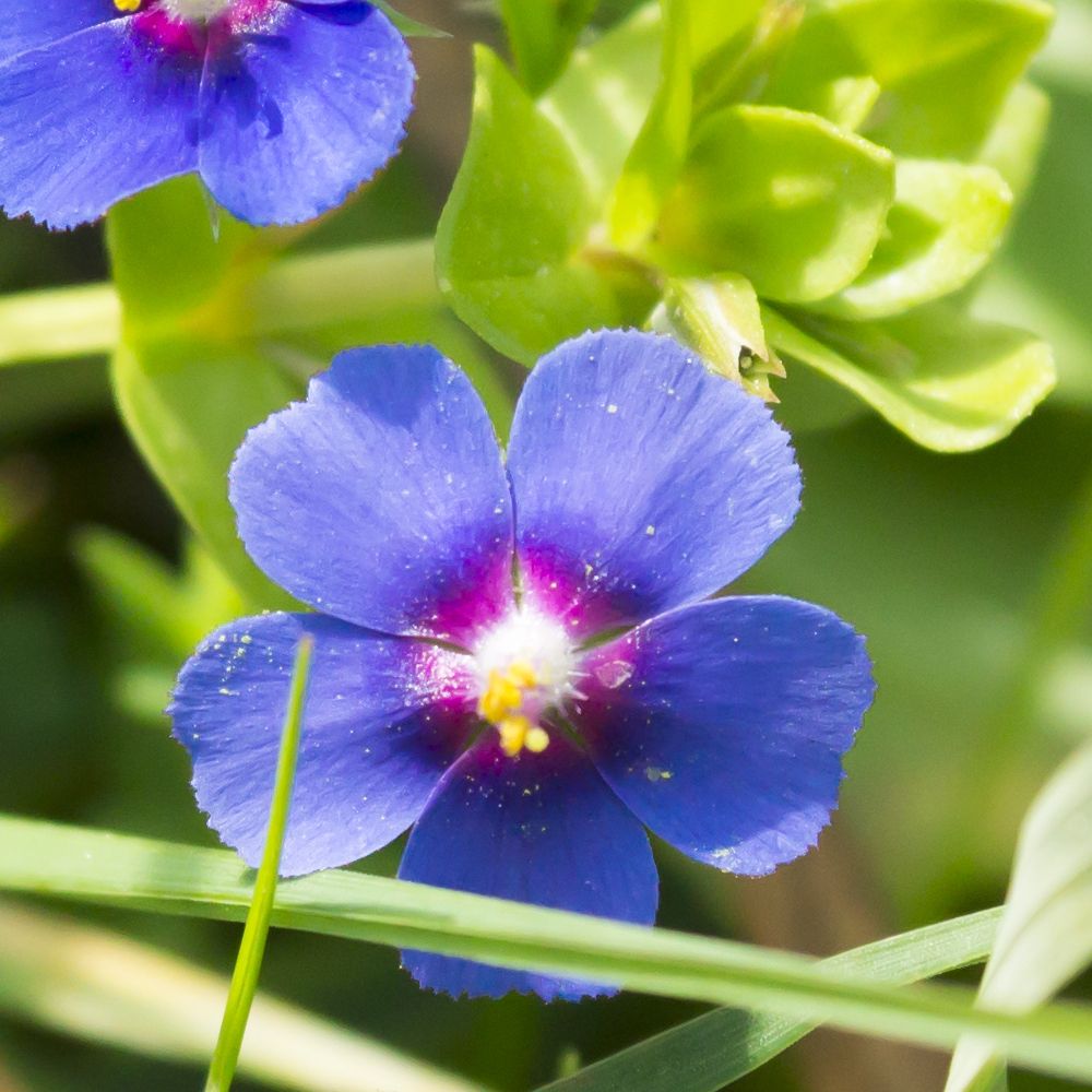 PHI Essences - Ackergauchheil Wildblüten Essenz