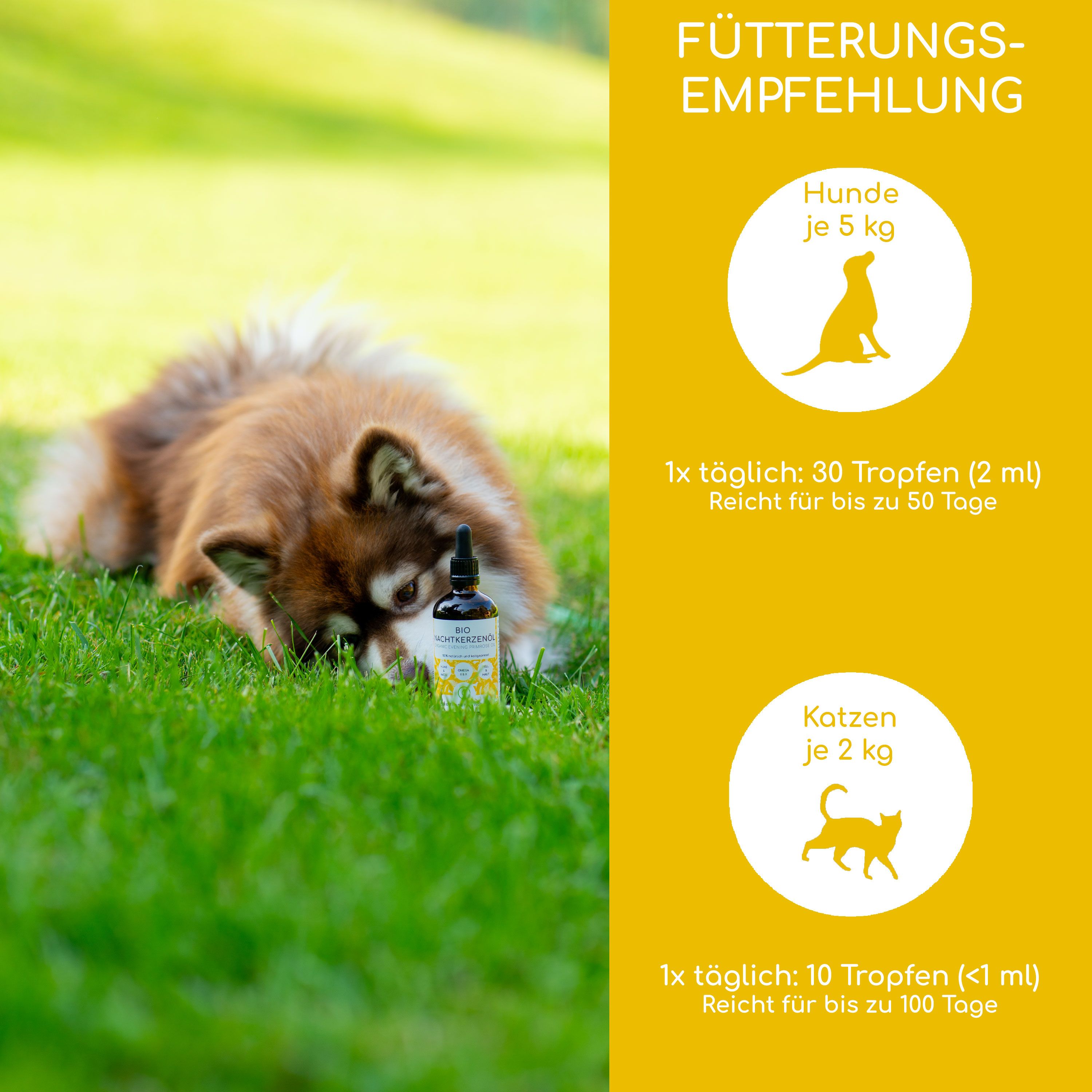 Ein Hund und eine Katze liegen auf dem Gras. Daneben eine Flasche Bio-Nachtkerzenöl. Fütterungsempfehlungen für Hunde und Katzen sind aufgeführt.
