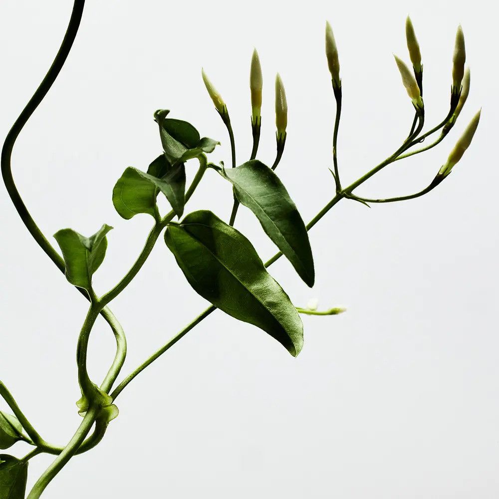 Zweig mit grünen Blättern und Knospen. Auf weißem Hintergrund.