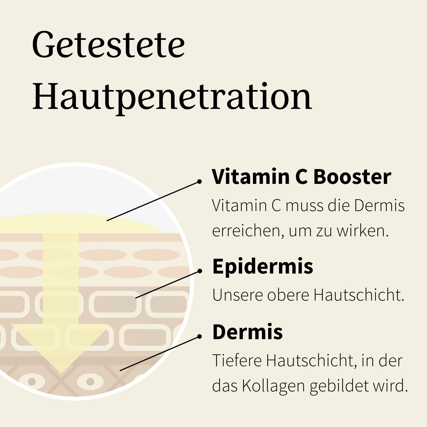 Hautschichten-Diagramm. Text: 'Vitamin C Booster', 'Epidermis', 'Dermis'.