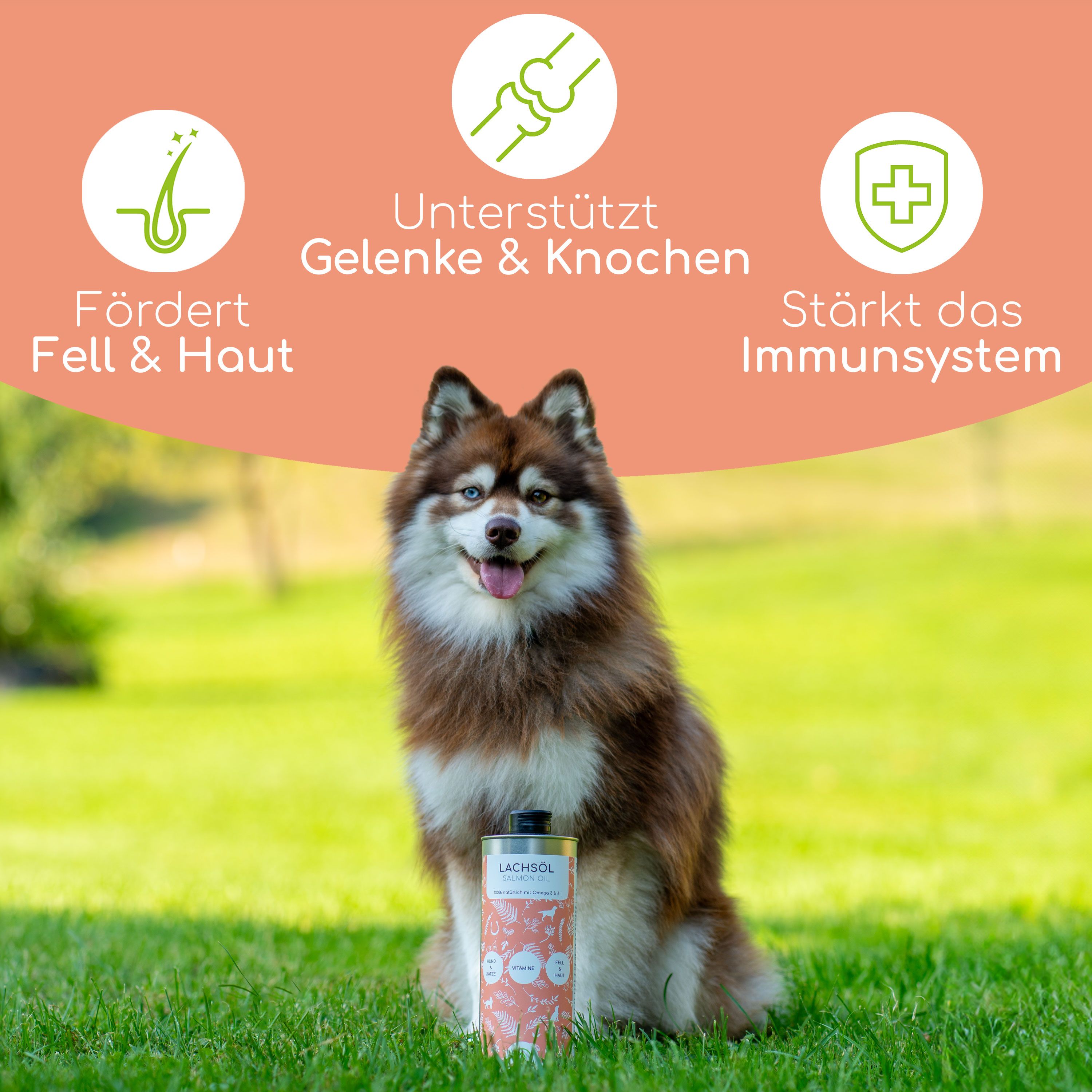 Hund sitzt im Gras neben einer Dose Lachsöl. Aufschrift: Lachsöl. Grafiken zeigen Vorteile: Fell & Haut, Gelenke & Knochen, Immunsystem.