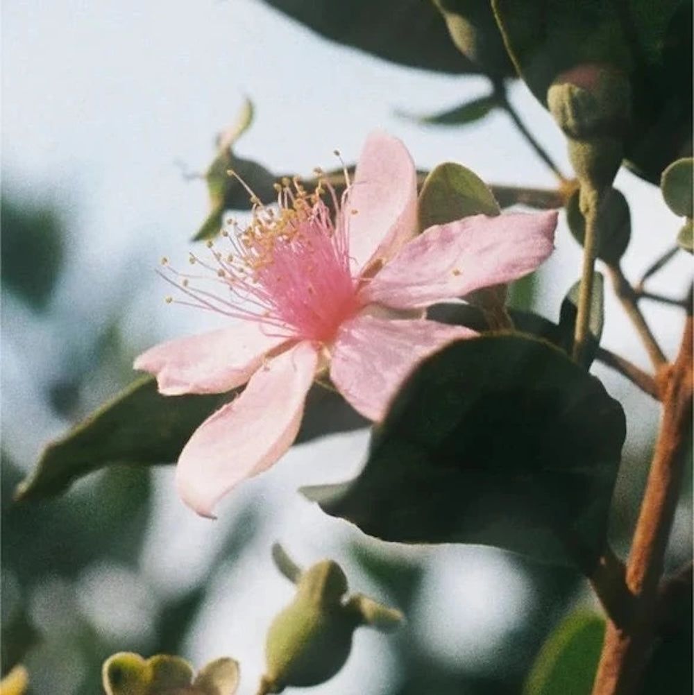 Zero Skin Renew & Glow Serum, glättend strahlkraftfördernd für reife und fahle Haut