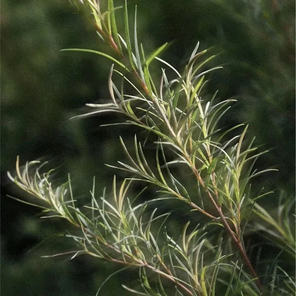 Zero Skin Akne Spot Pflege, Teebaumöl, Salicylsäure, klärend & beruhigend für ölige und unreine Haut