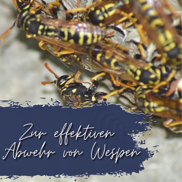Nahaufnahme von Wespen auf einem Wabenbau. Text: Zur effektiven Abwehr von Wespen.