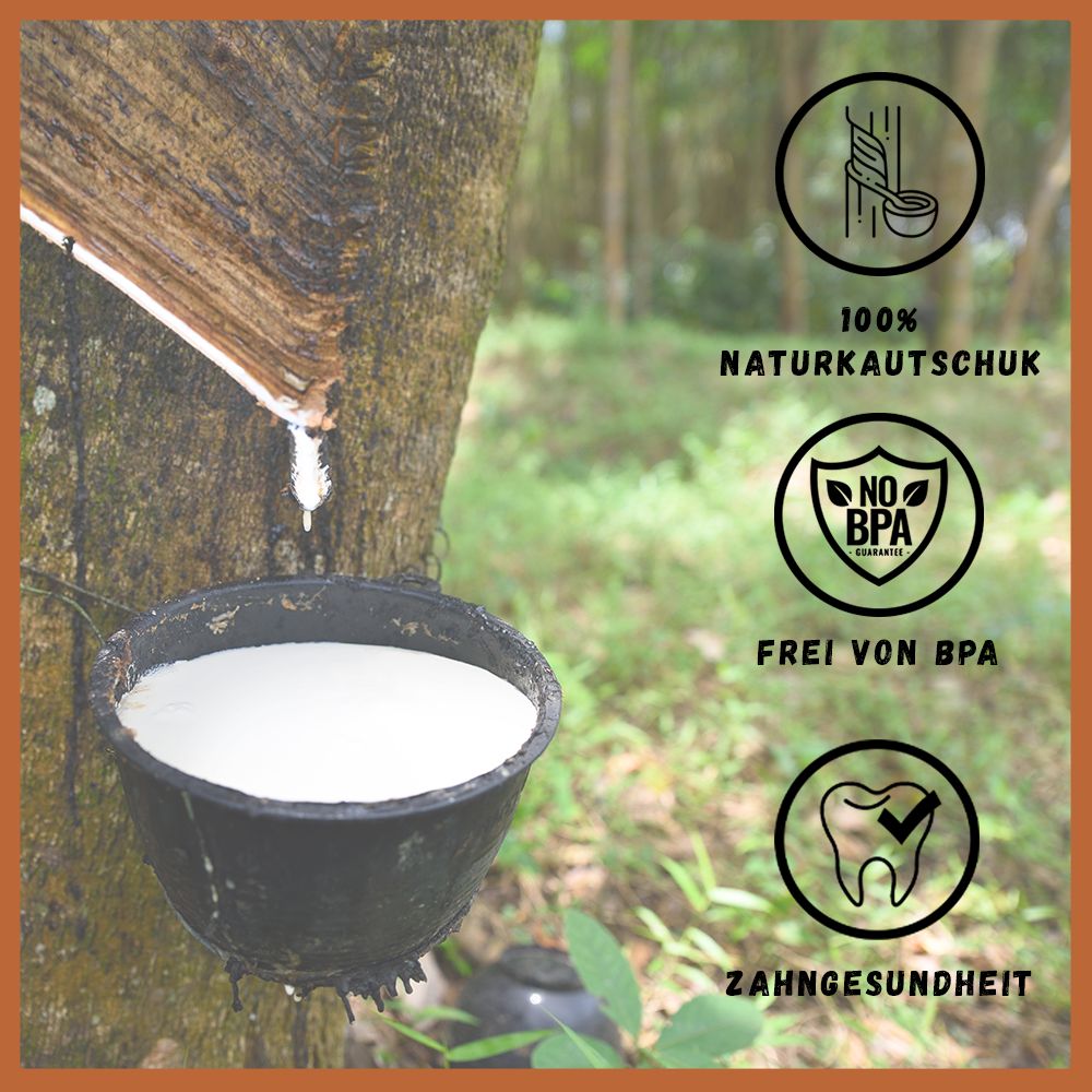 Baum mit Latex-Entnahme. Text: 100% Naturkautschuk, frei von BPA, Zahngesundheit.